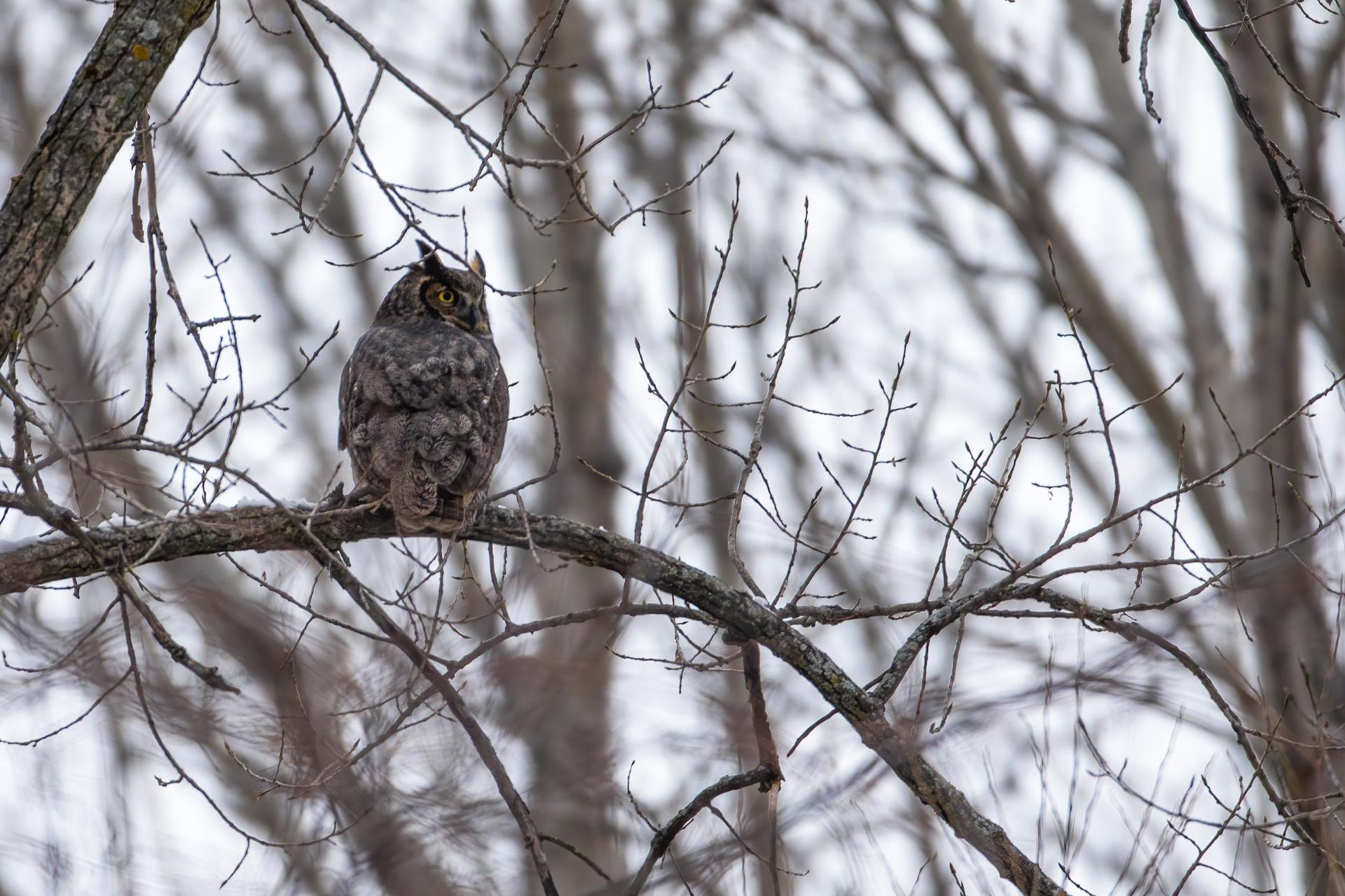grand-duc-d-amerique-great-horned-owl