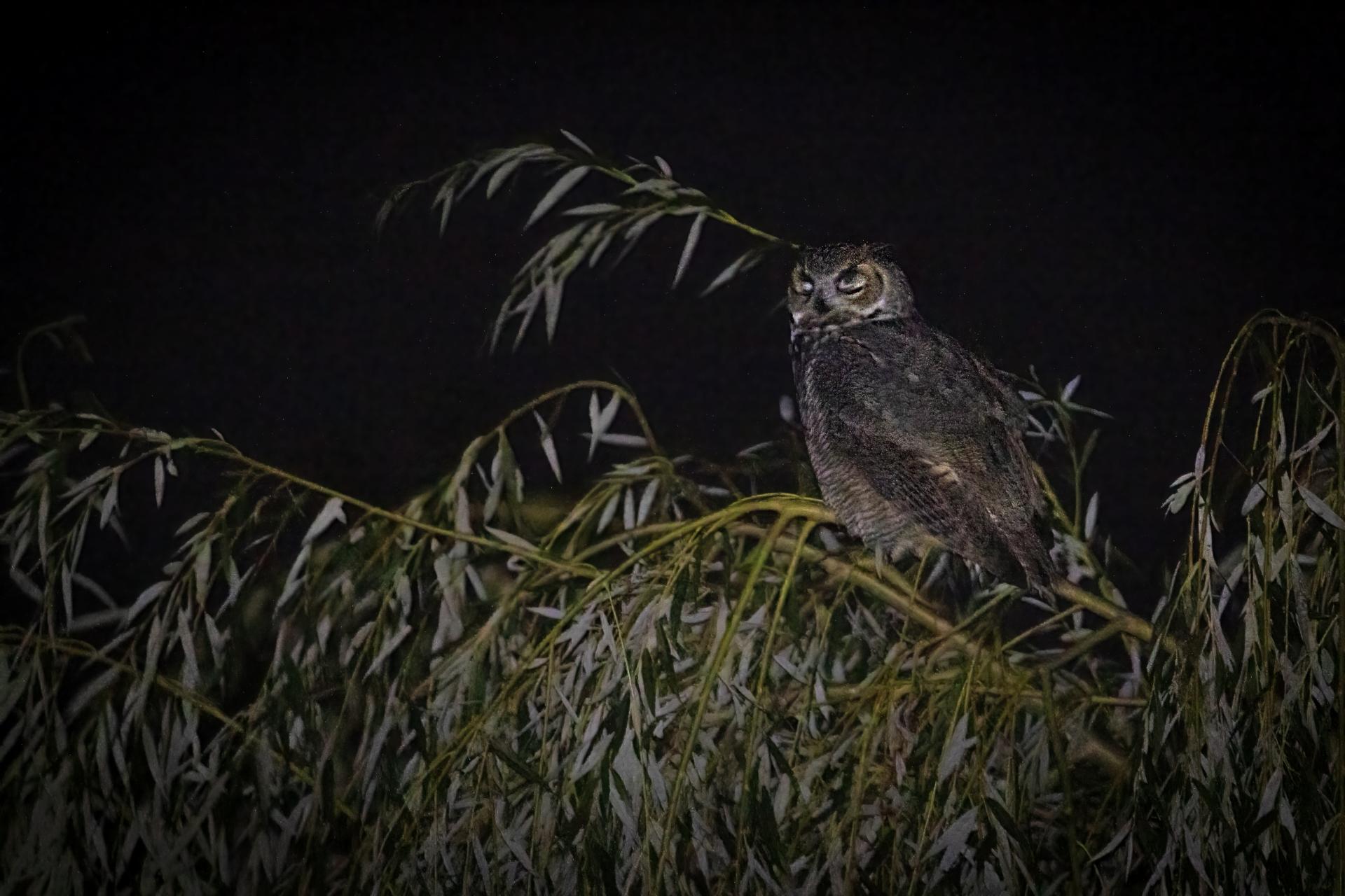 grand-duc-d-amerique-great-horned-owl
