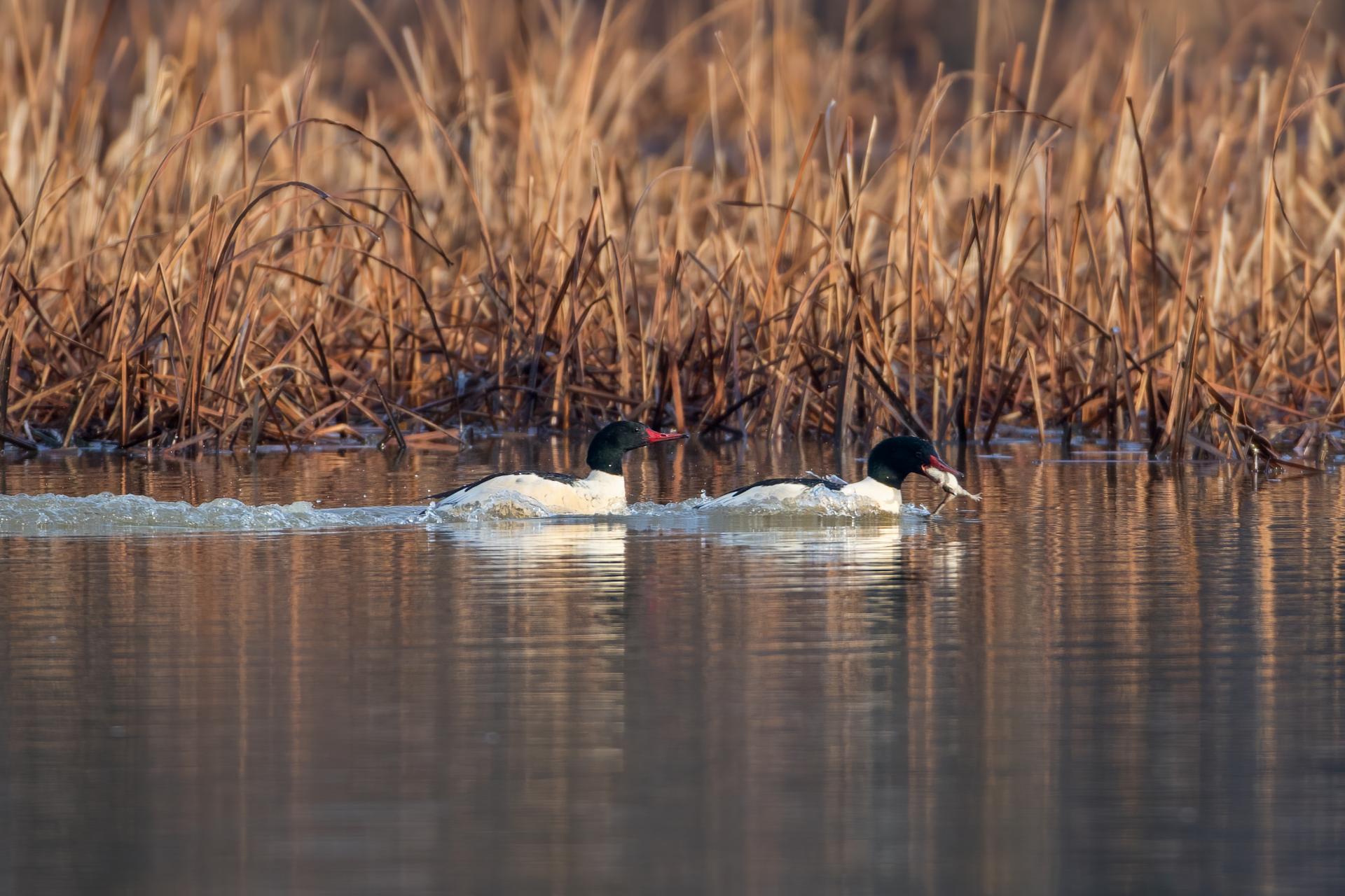grand-harle-common-merganser