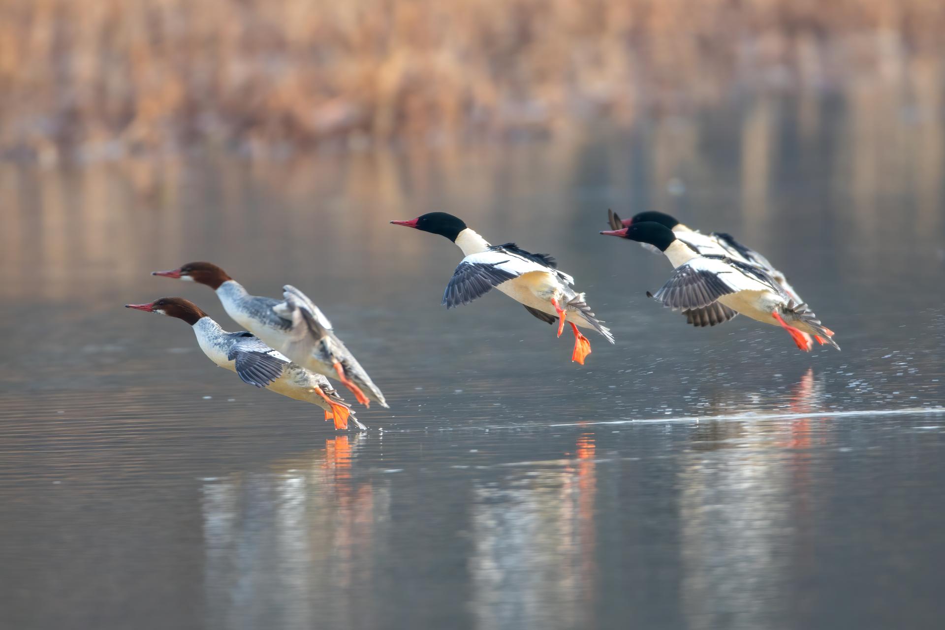grand-harle-common-merganser