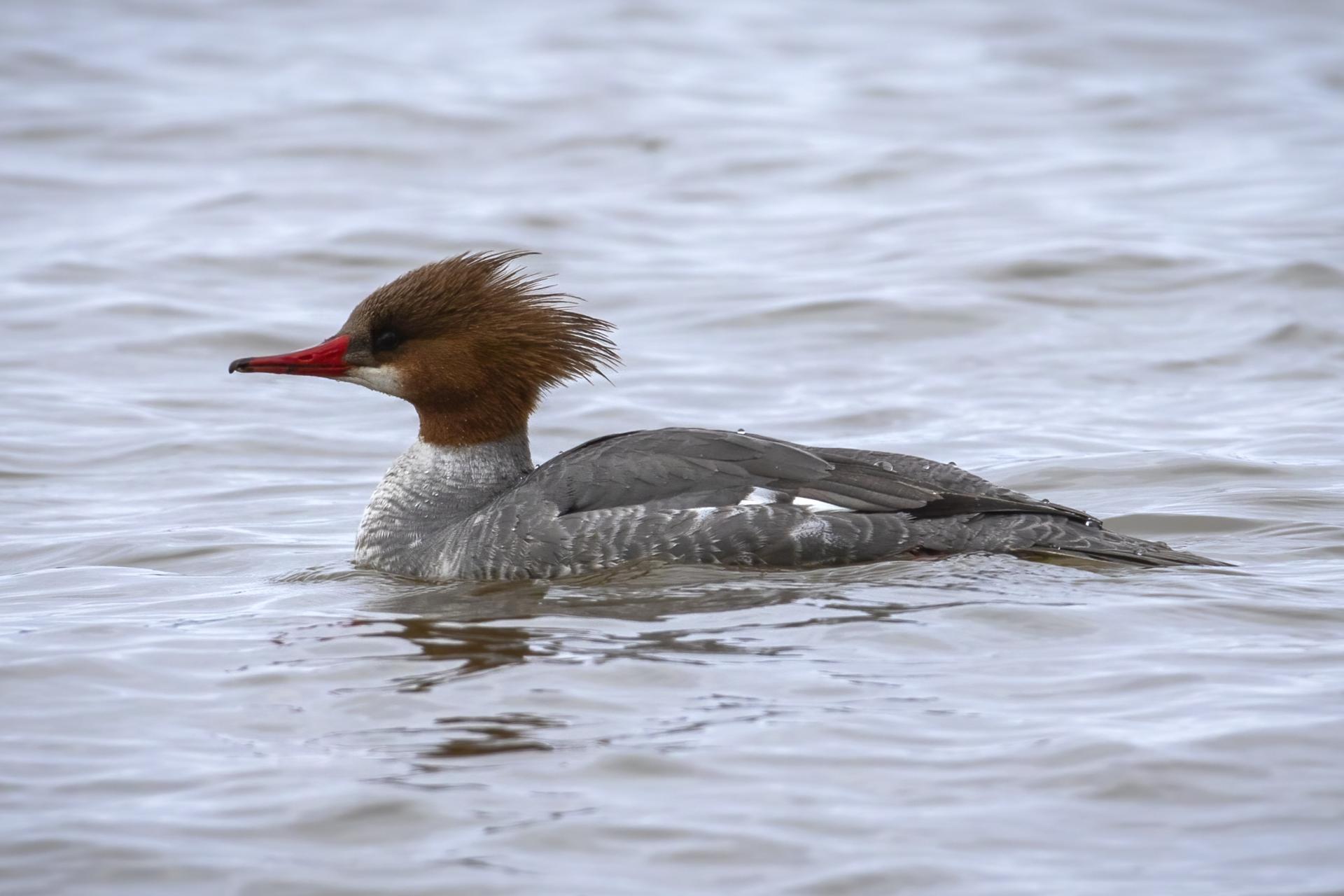 grand-harle-common-merganser