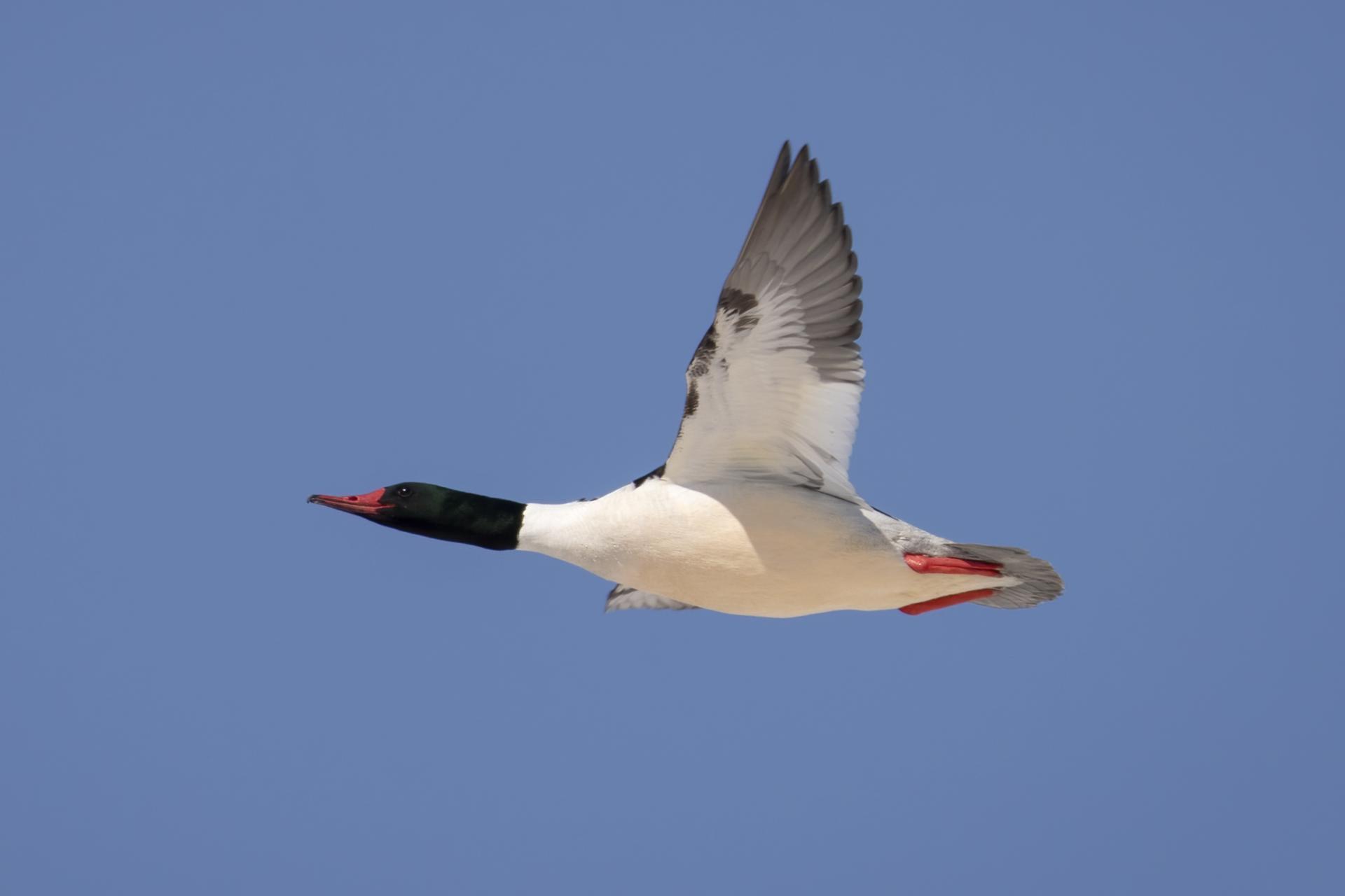 grand-harle-common-merganser