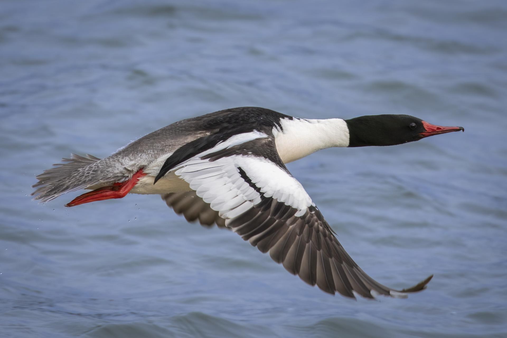 grand-harle-common-merganser