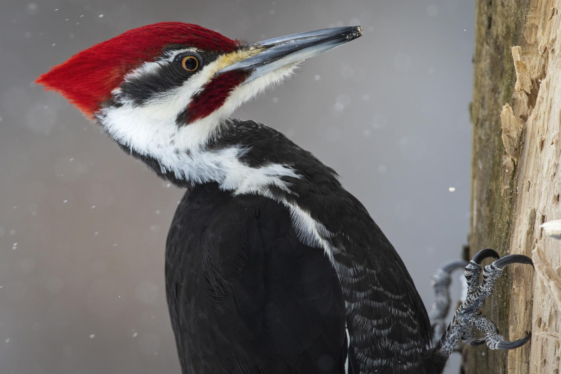 grand-pic-pileated-woodpecker