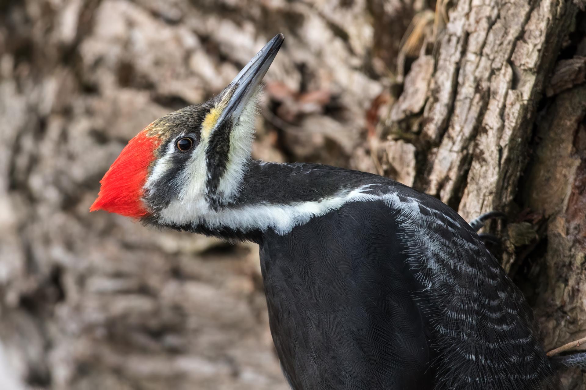 grand-pic-pileated-woodpecker