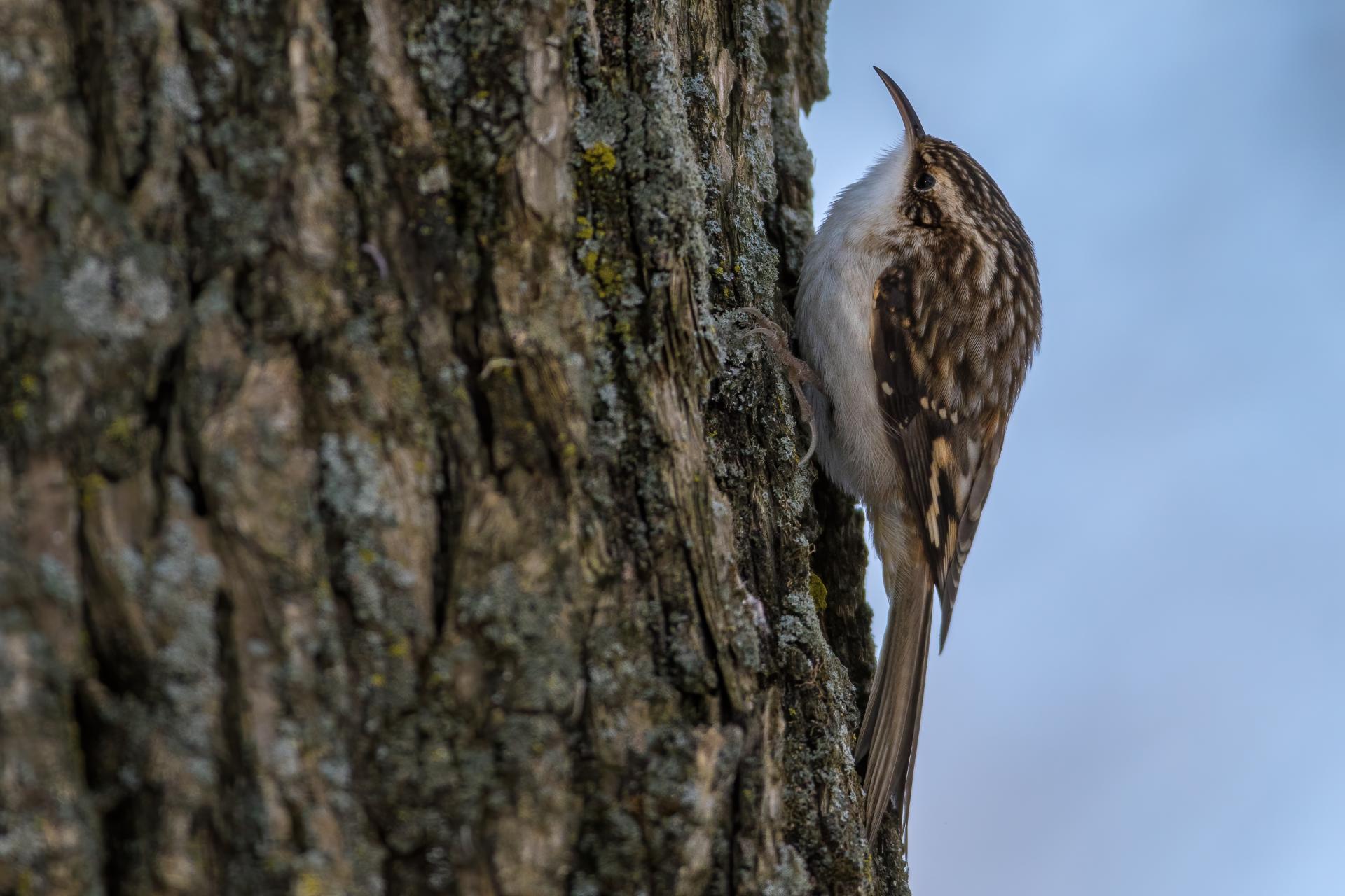grimpereau-brun-brown-creeper