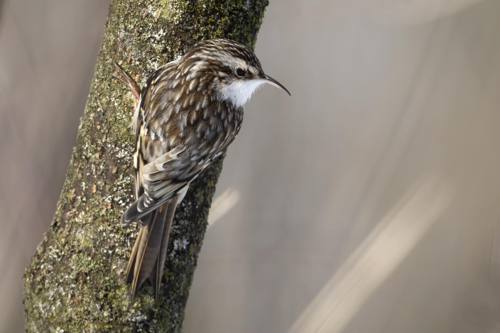 grimpereau-brun-brown-creeper