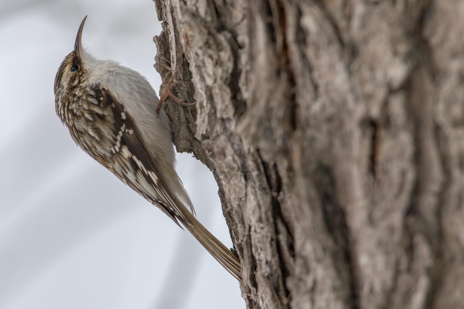grimpereau-brun-brown-creeper