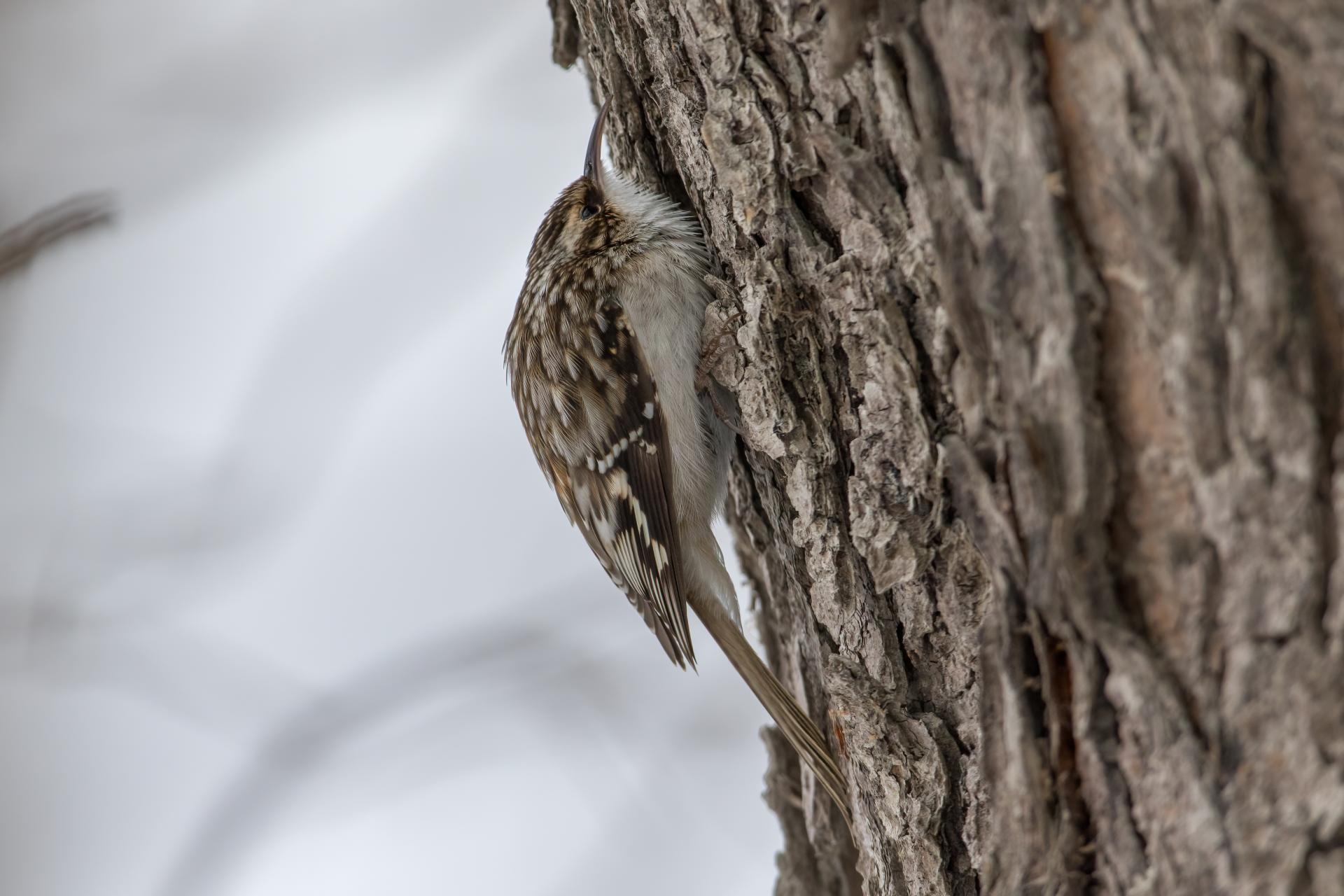 grimpereau-brun-brown-creeper