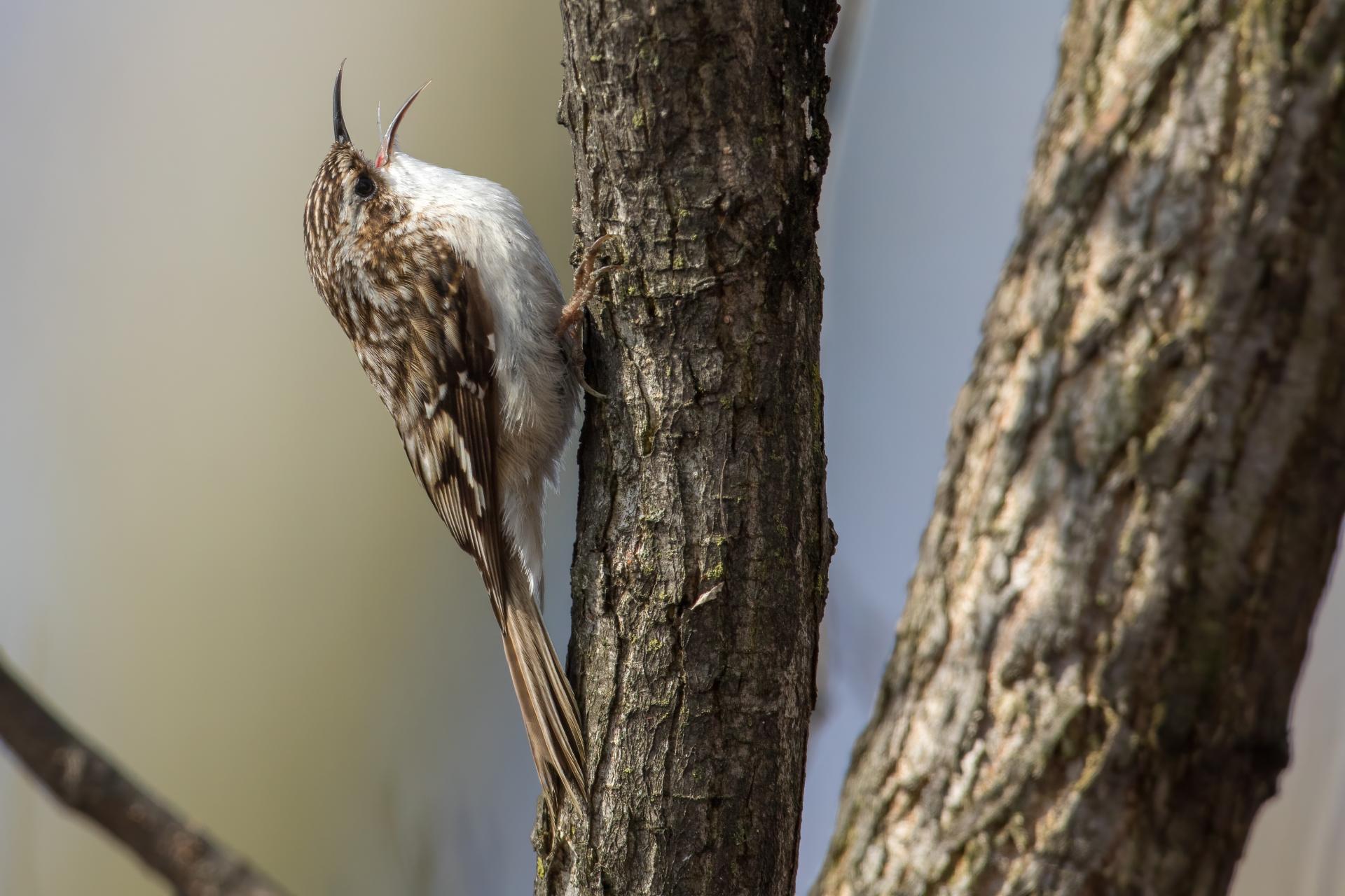 grimpereau-brun-brown-creeper