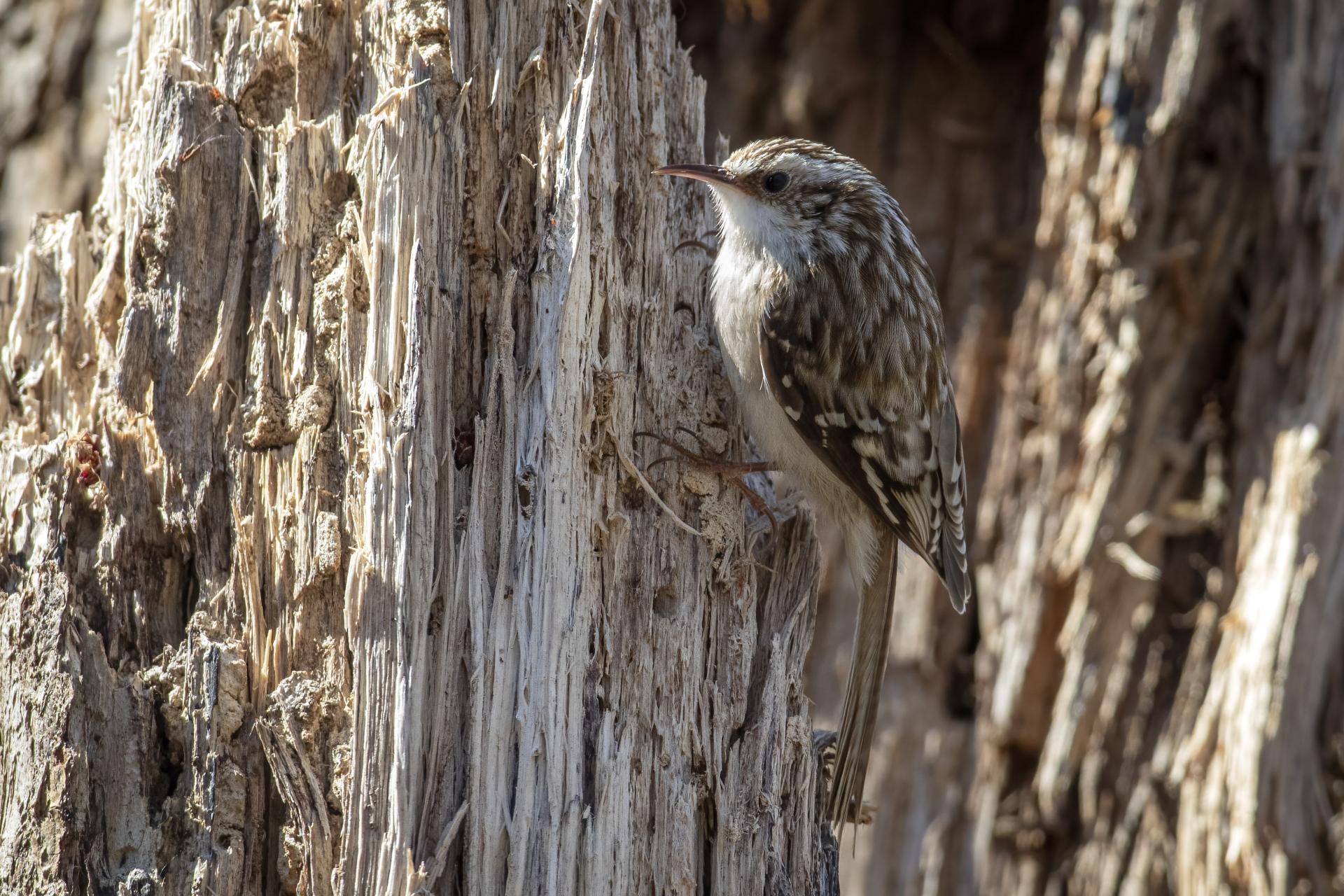 grimpereau-brun-brown-creeper