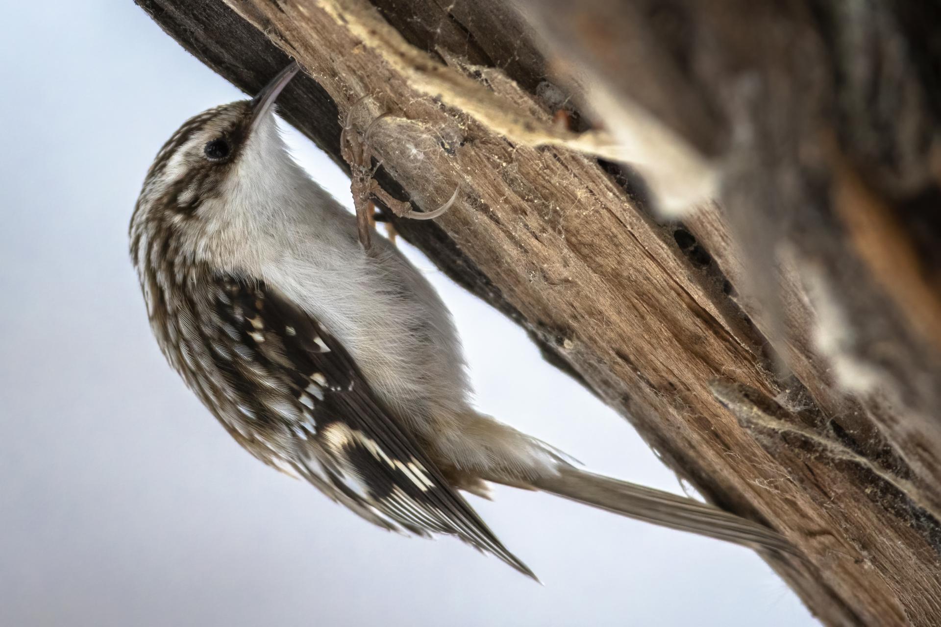 grimpereau-brun-brown-creeper