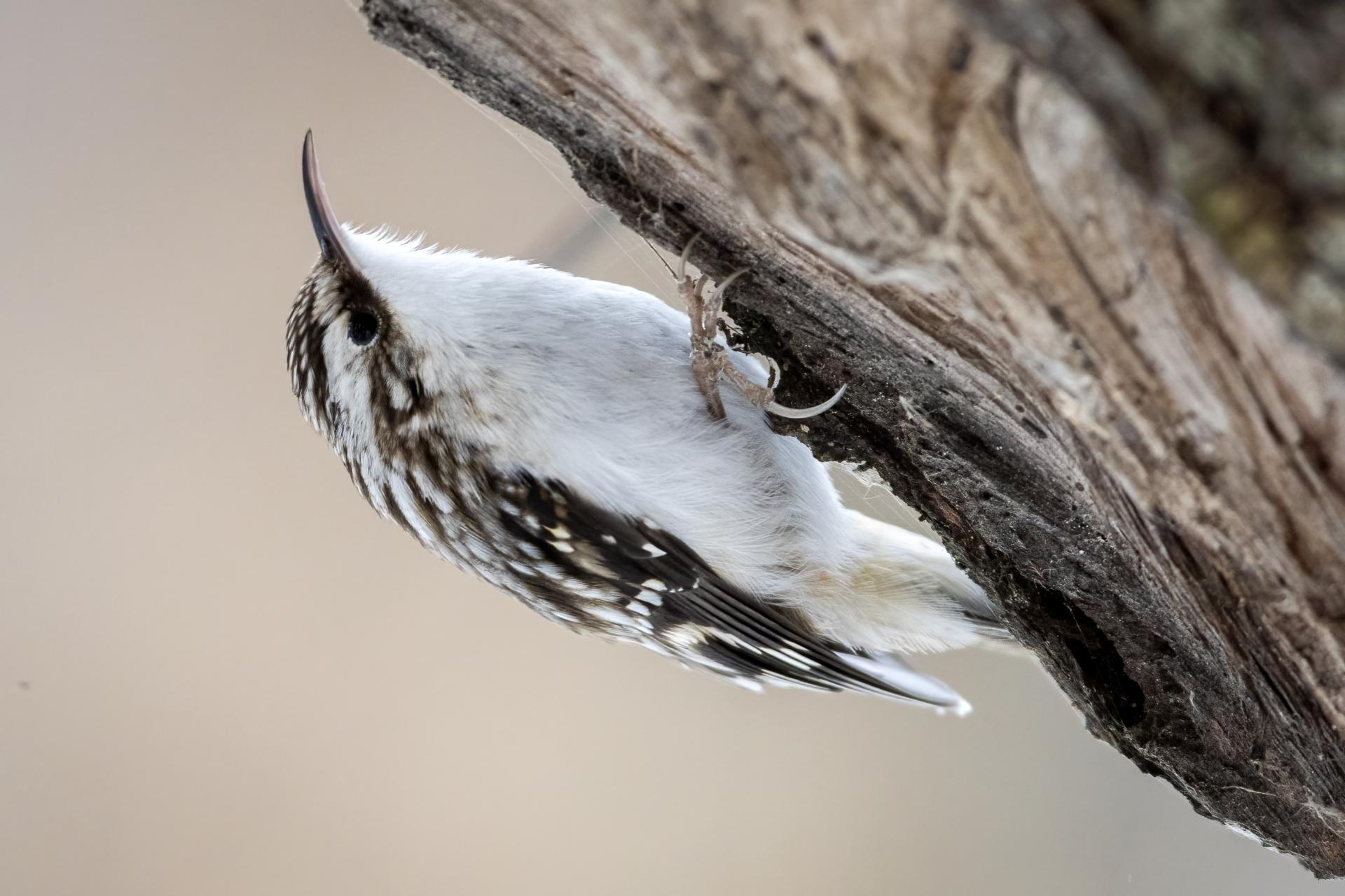 grimpereau-brun-brown-creeper