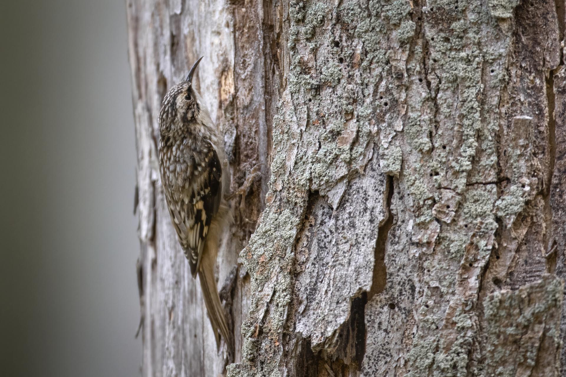 grimpereau-brun-brown-creeper