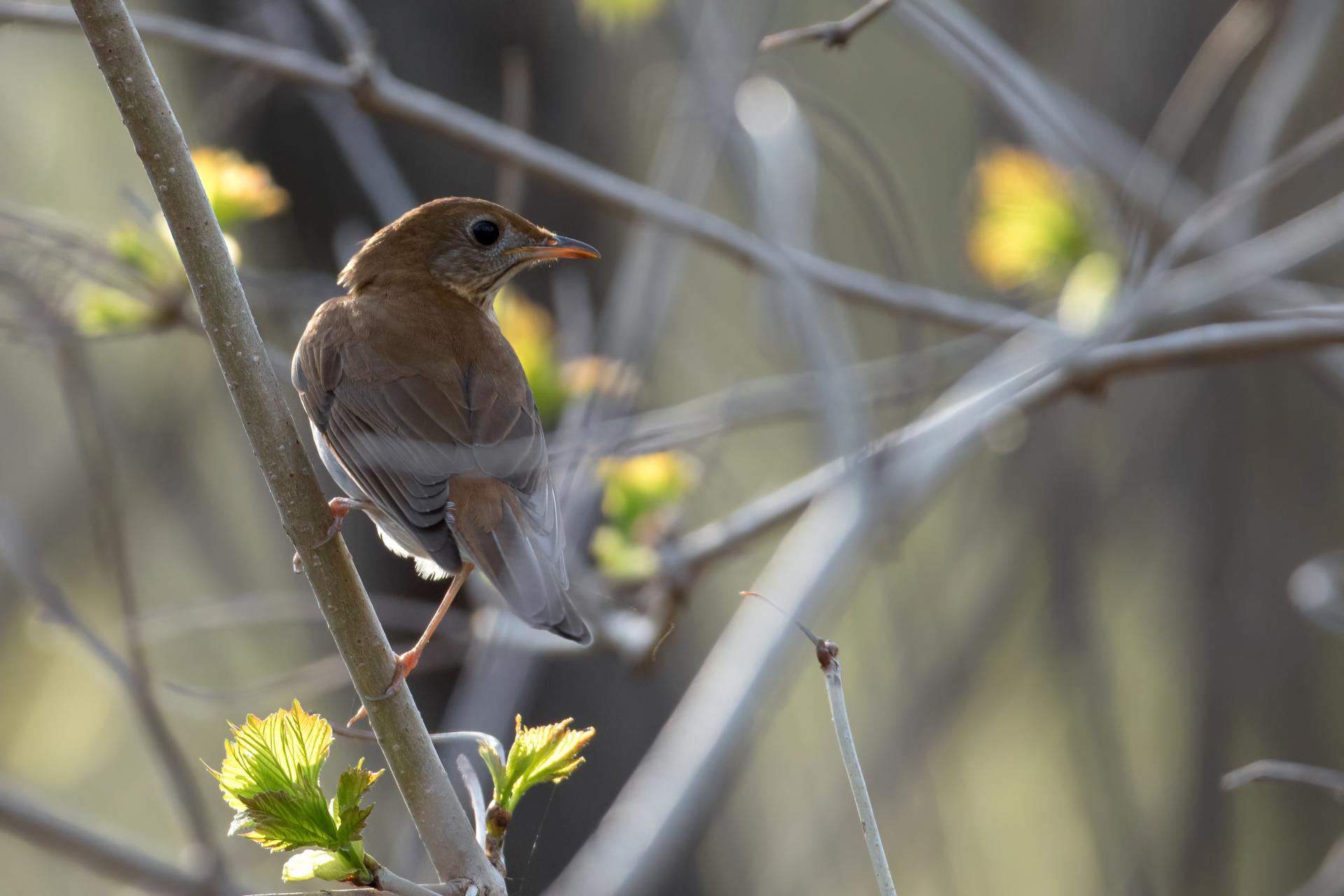 grive-fauve-veery