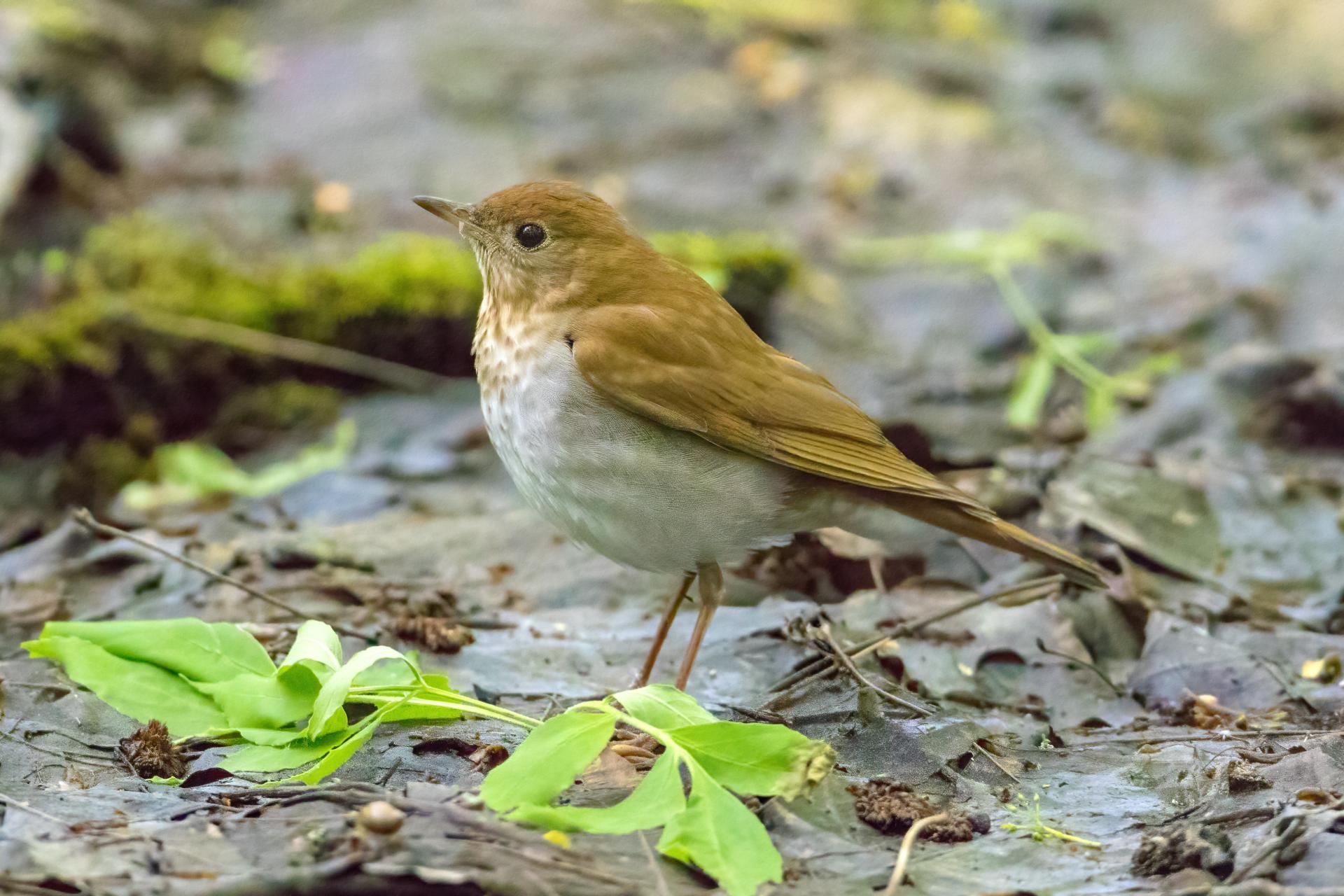 grive-fauve-veery