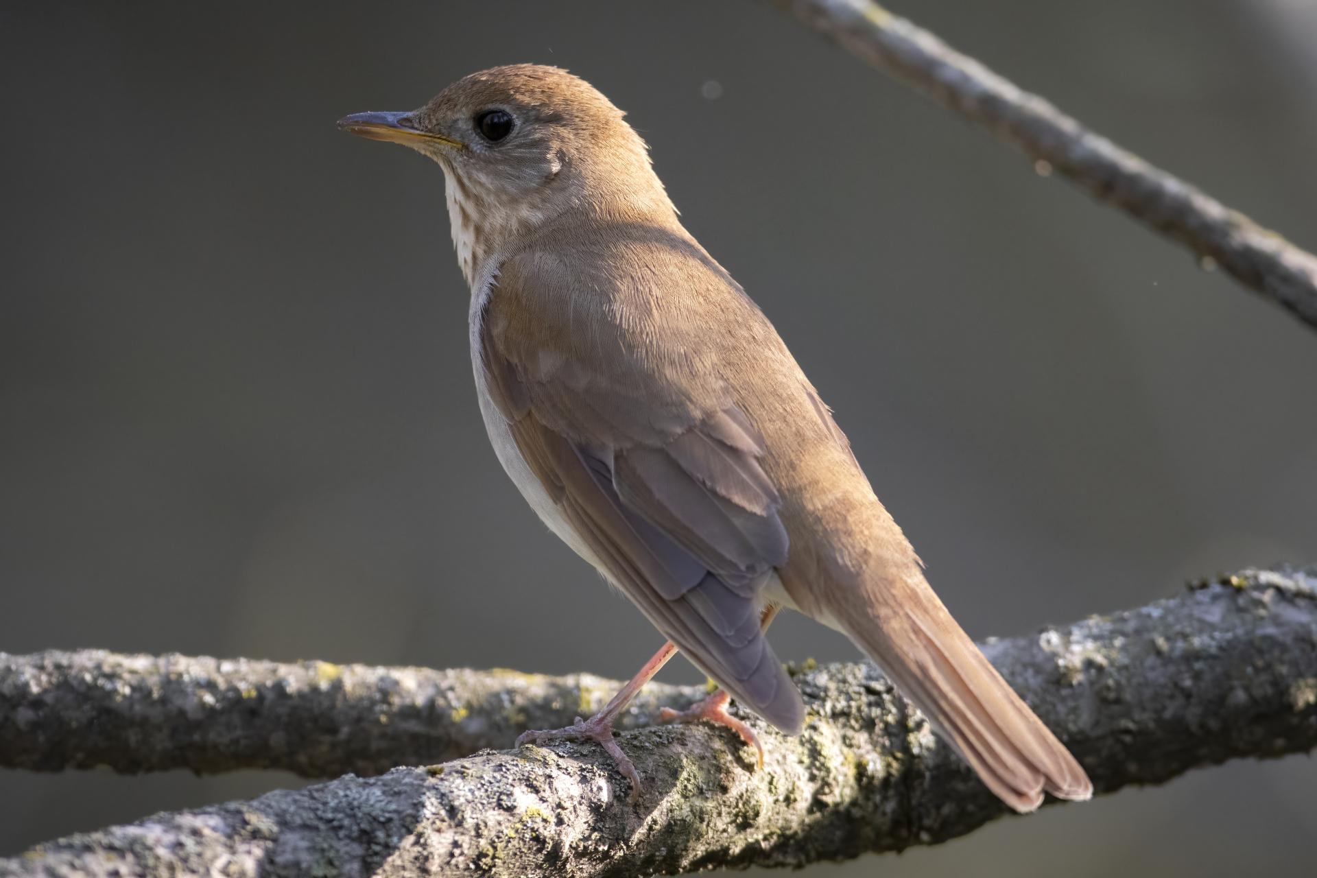 grive-fauve-veery