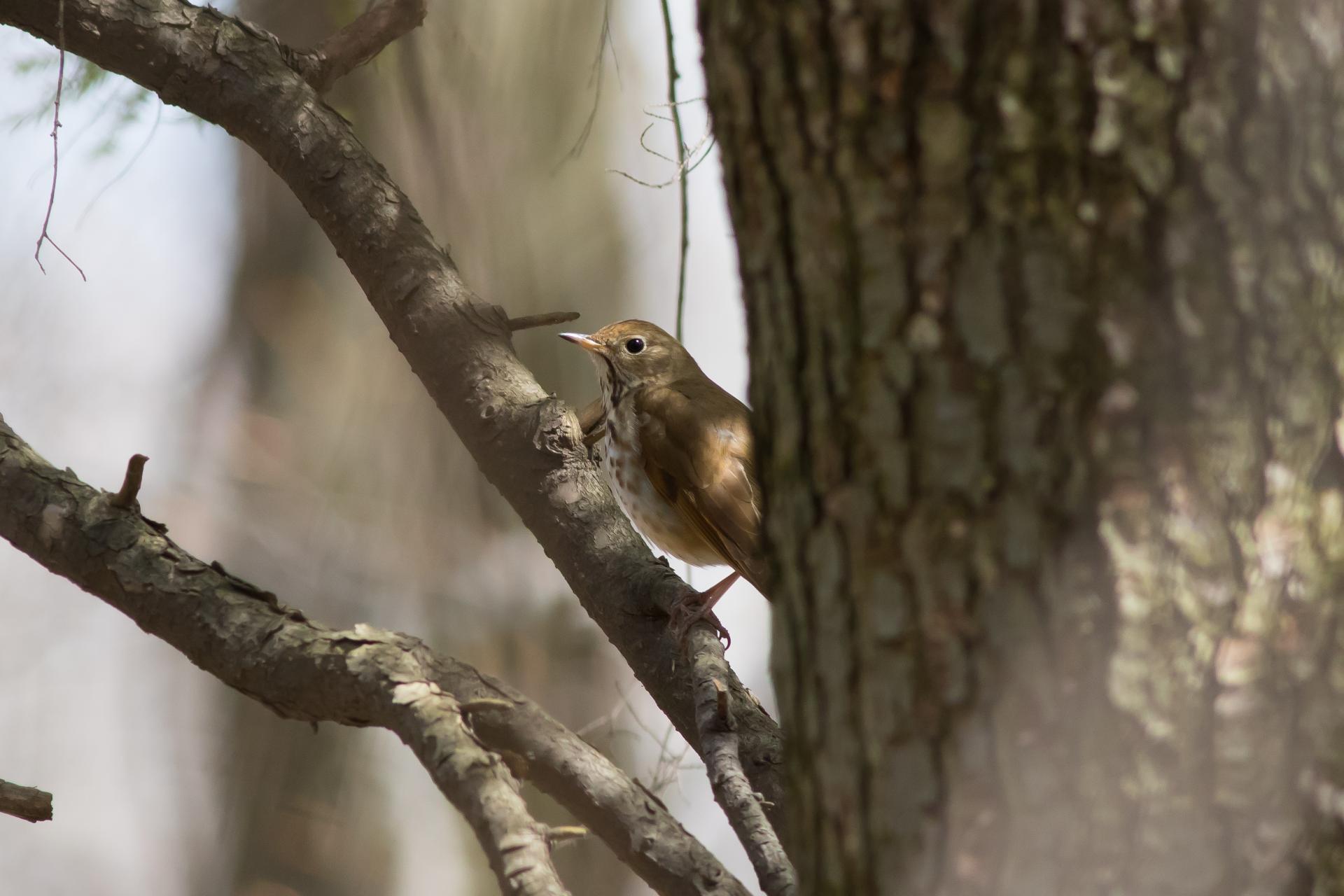 grive-solitaire-hermit-thrush