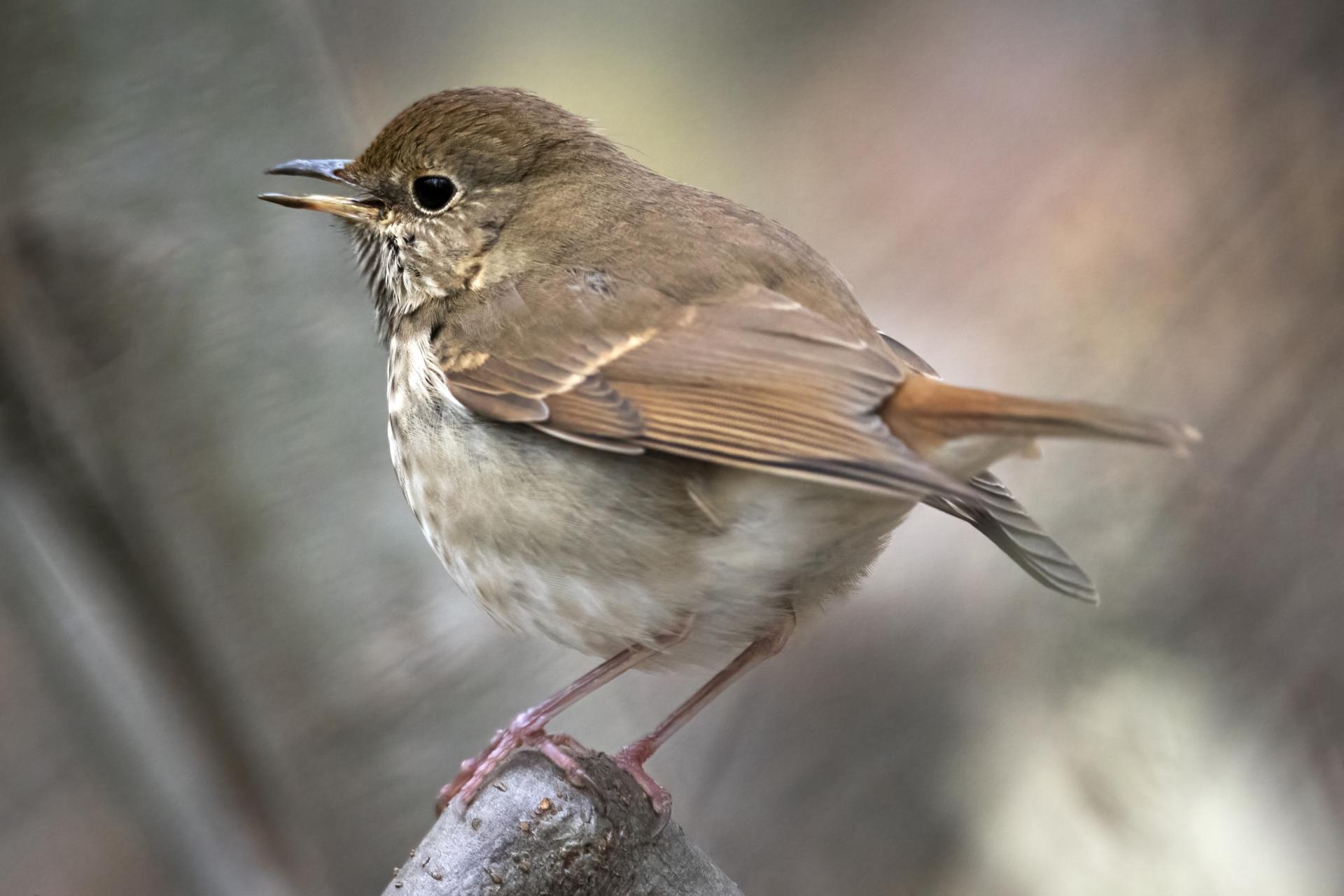 grive-solitaire-hermit-thrush