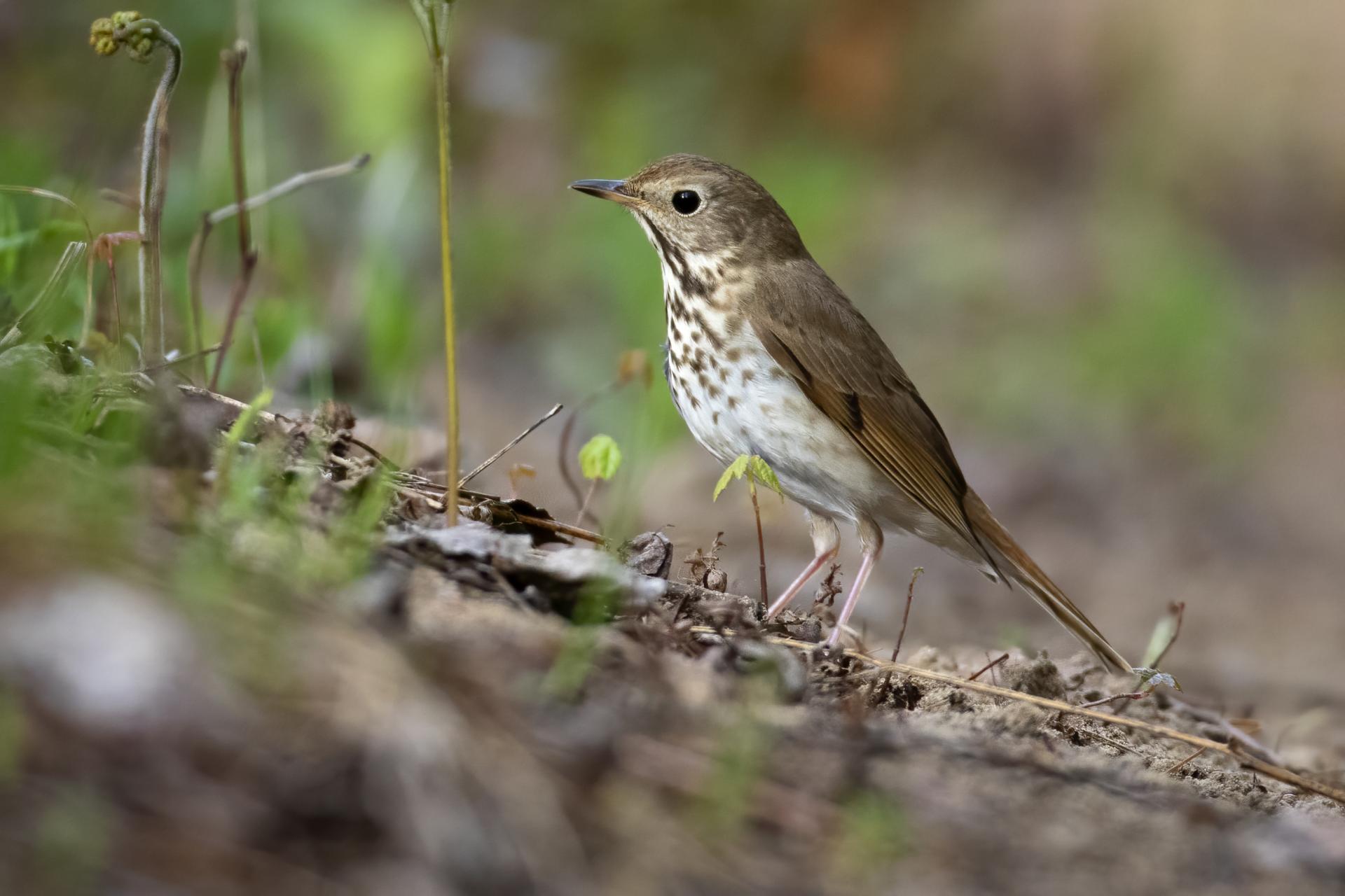 grive-solitaire-hermit-thrush