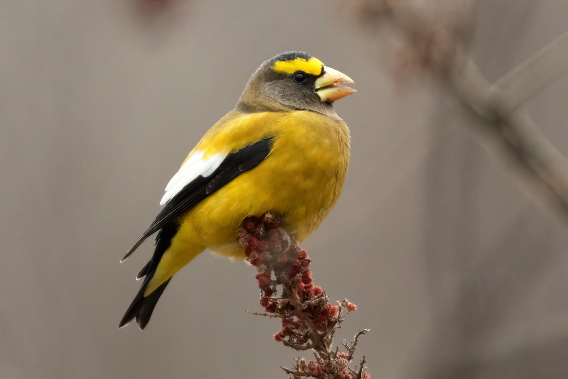 gros-bec-errant-evening-grosbeak