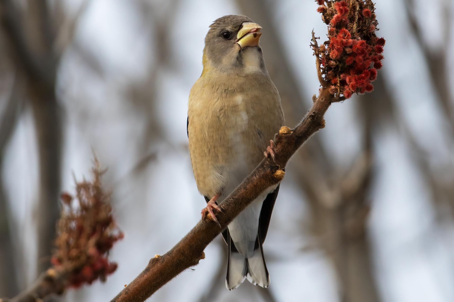 gros-bec-errant-evening-grosbeak