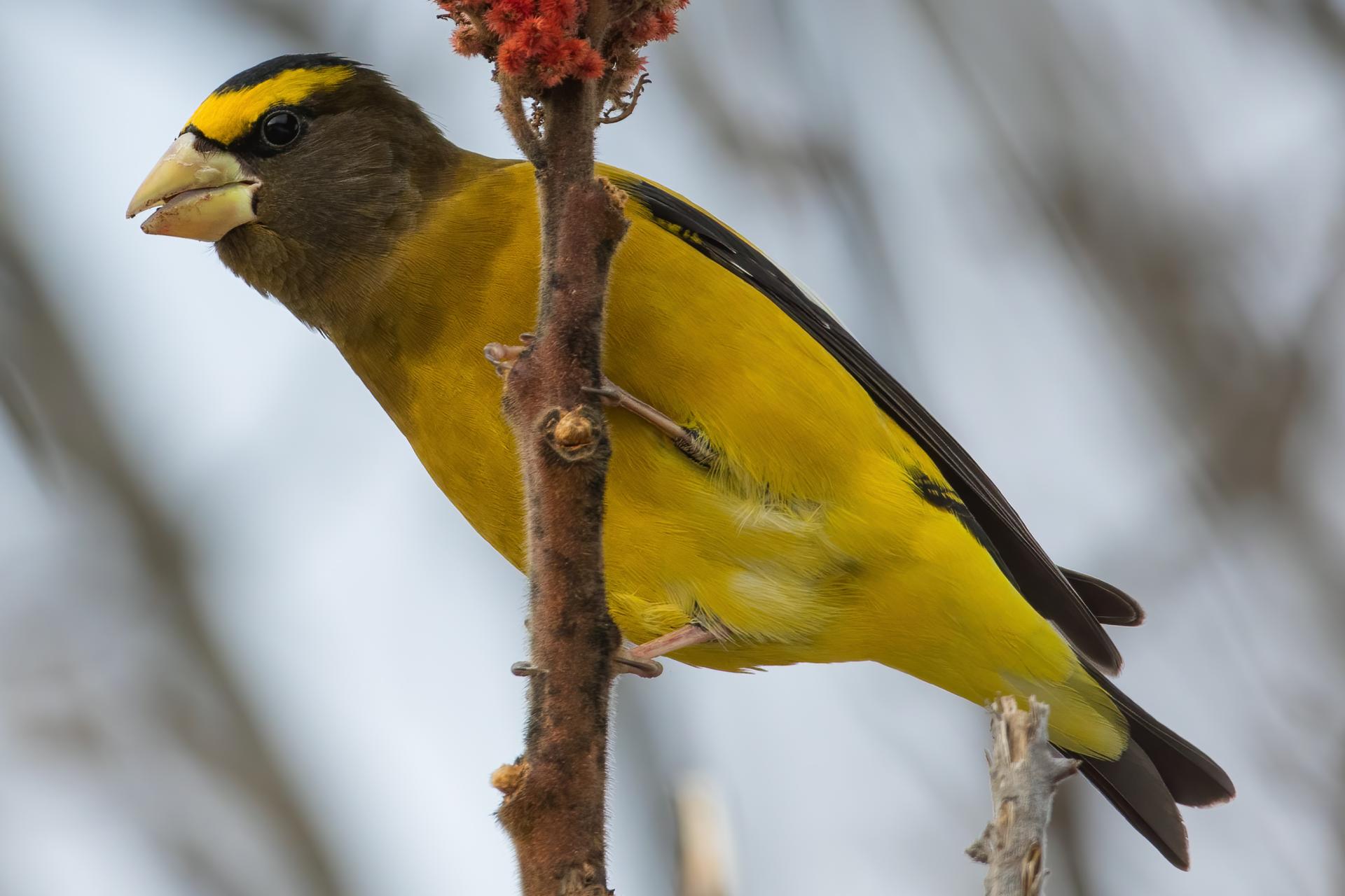 gros-bec-errant-evening-grosbeak