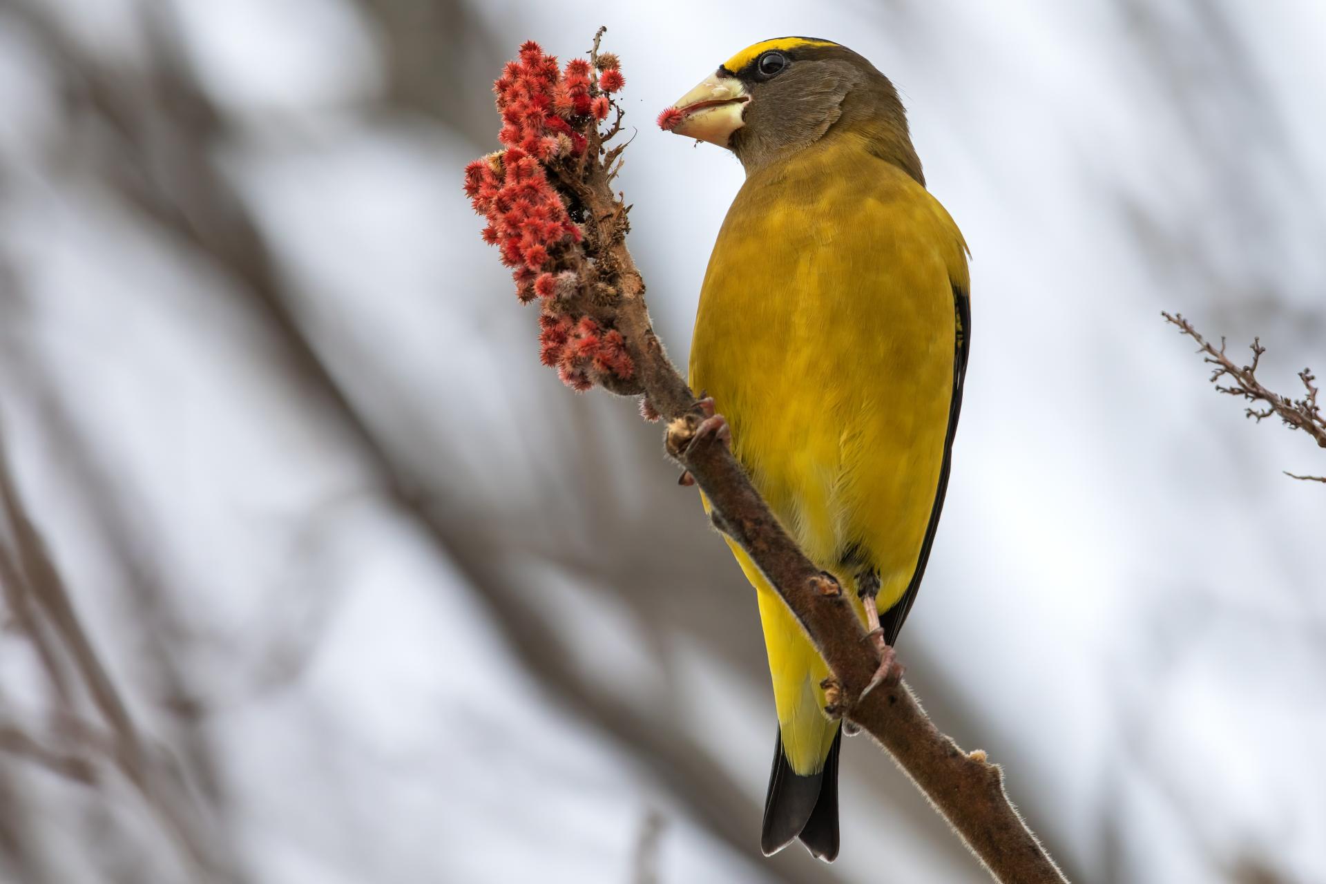 gros-bec-errant-evening-grosbeak