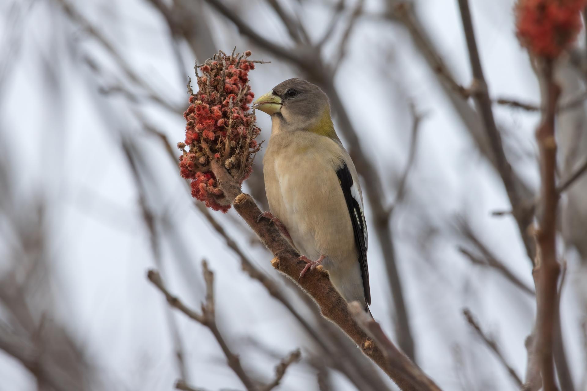 gros-bec-errant-evening-grosbeak