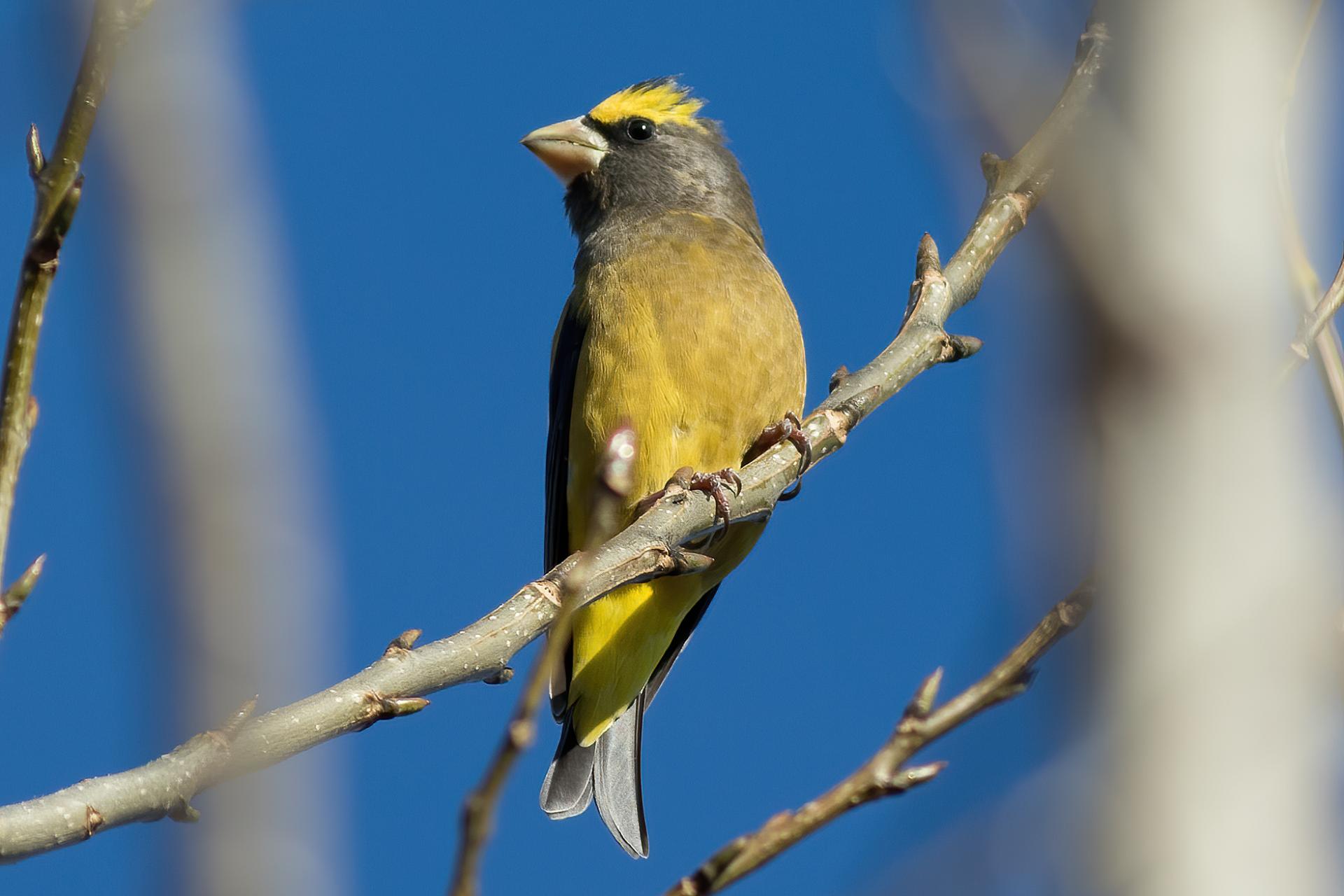 gros-bec-errant-evening-grosbeak
