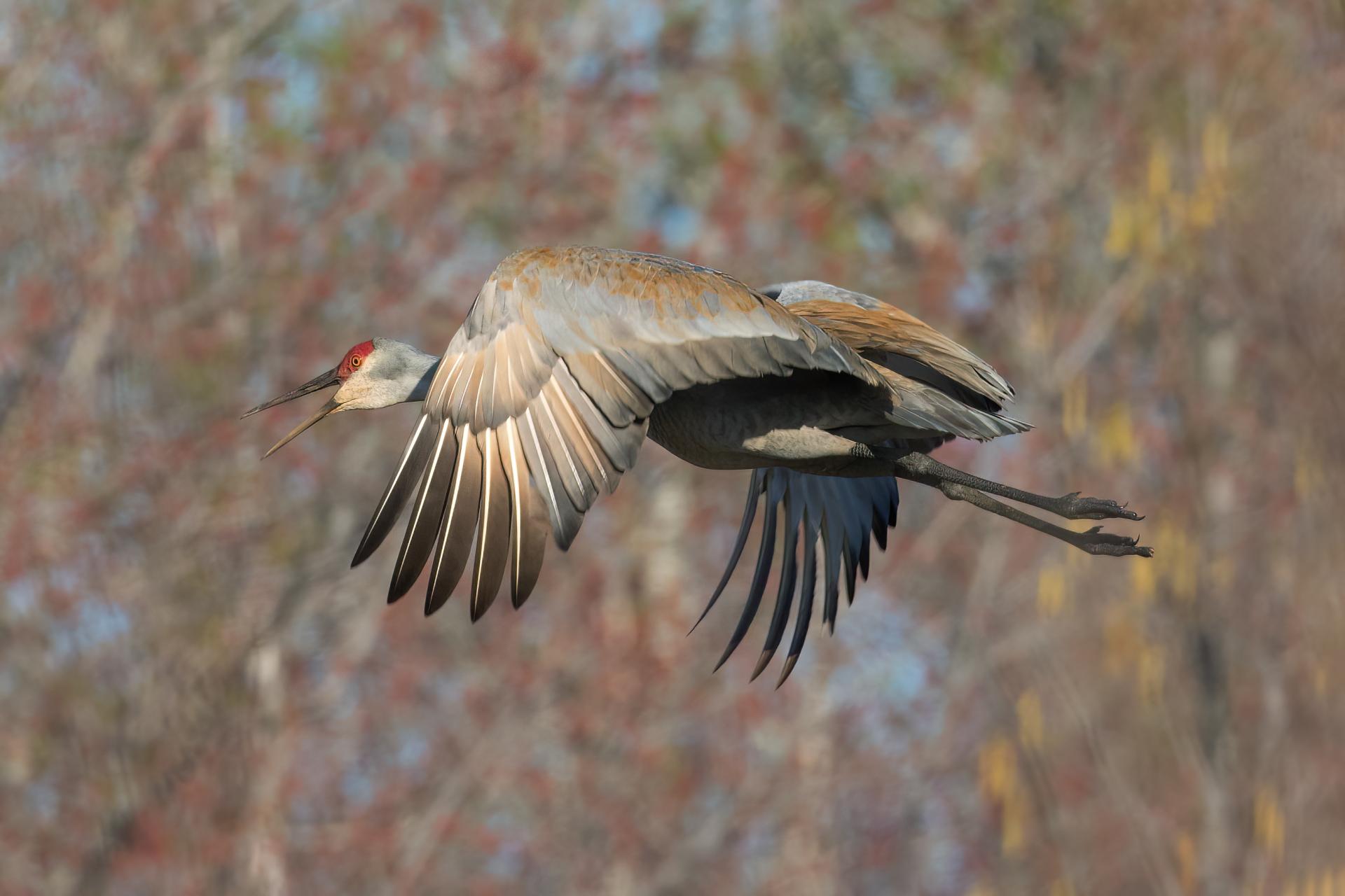 grue-du-canada-sandhill-crane
