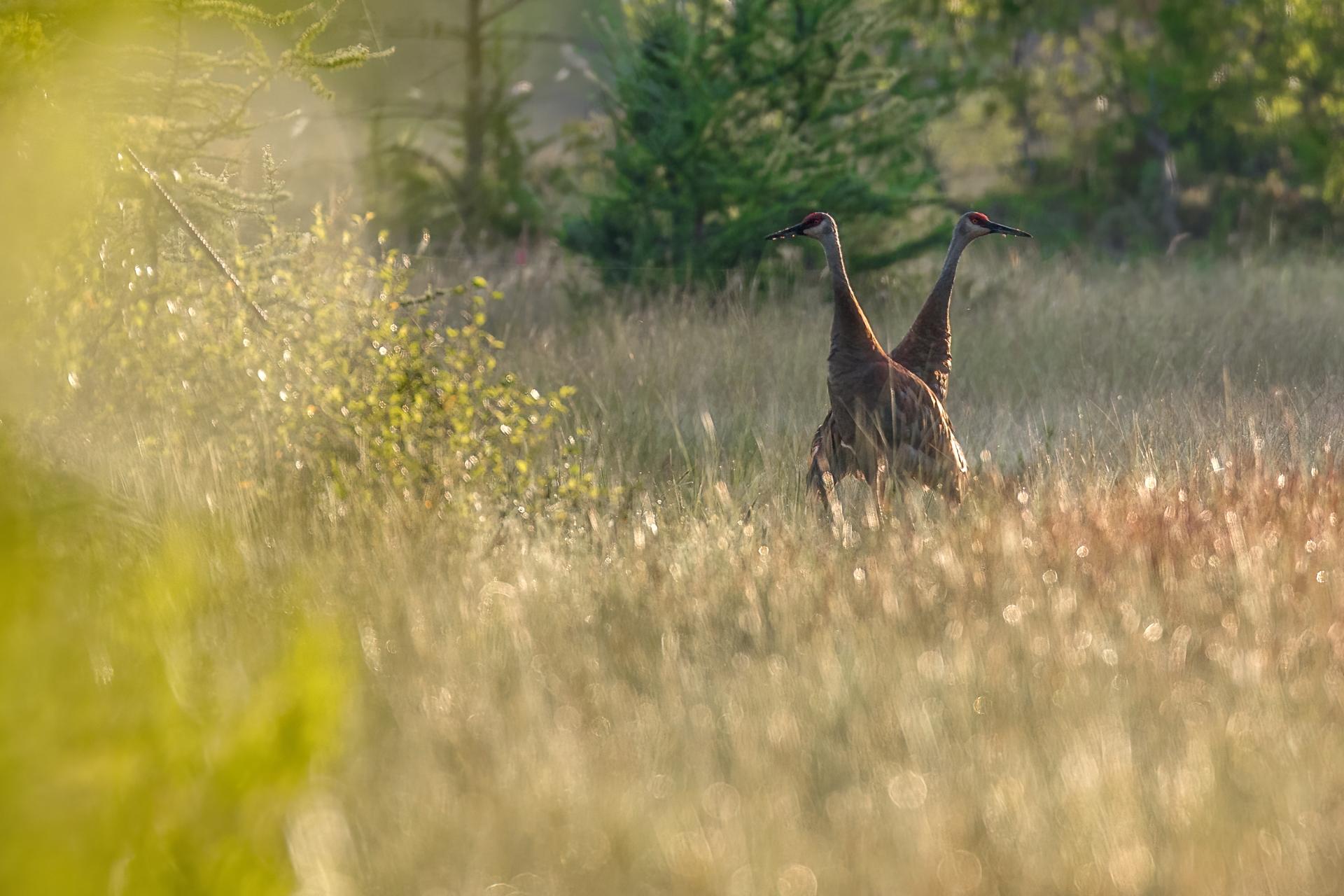 grue-du-canada-sandhill-crane