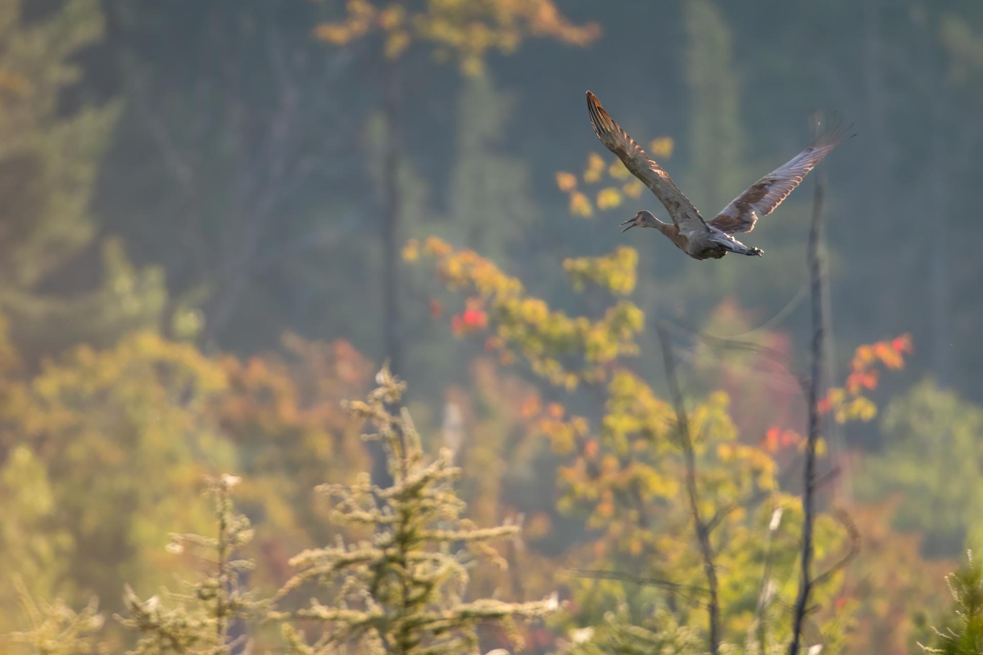 grue-du-canada-sandhill-crane