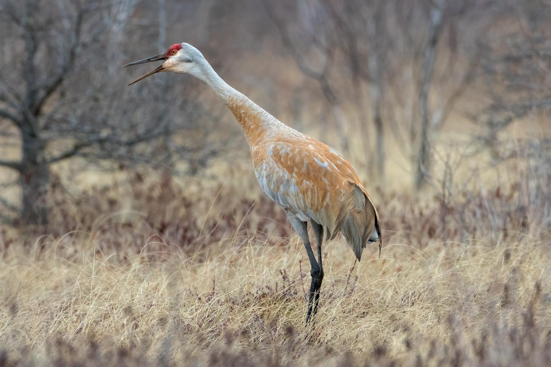 grue-du-canada-sandhill-crane