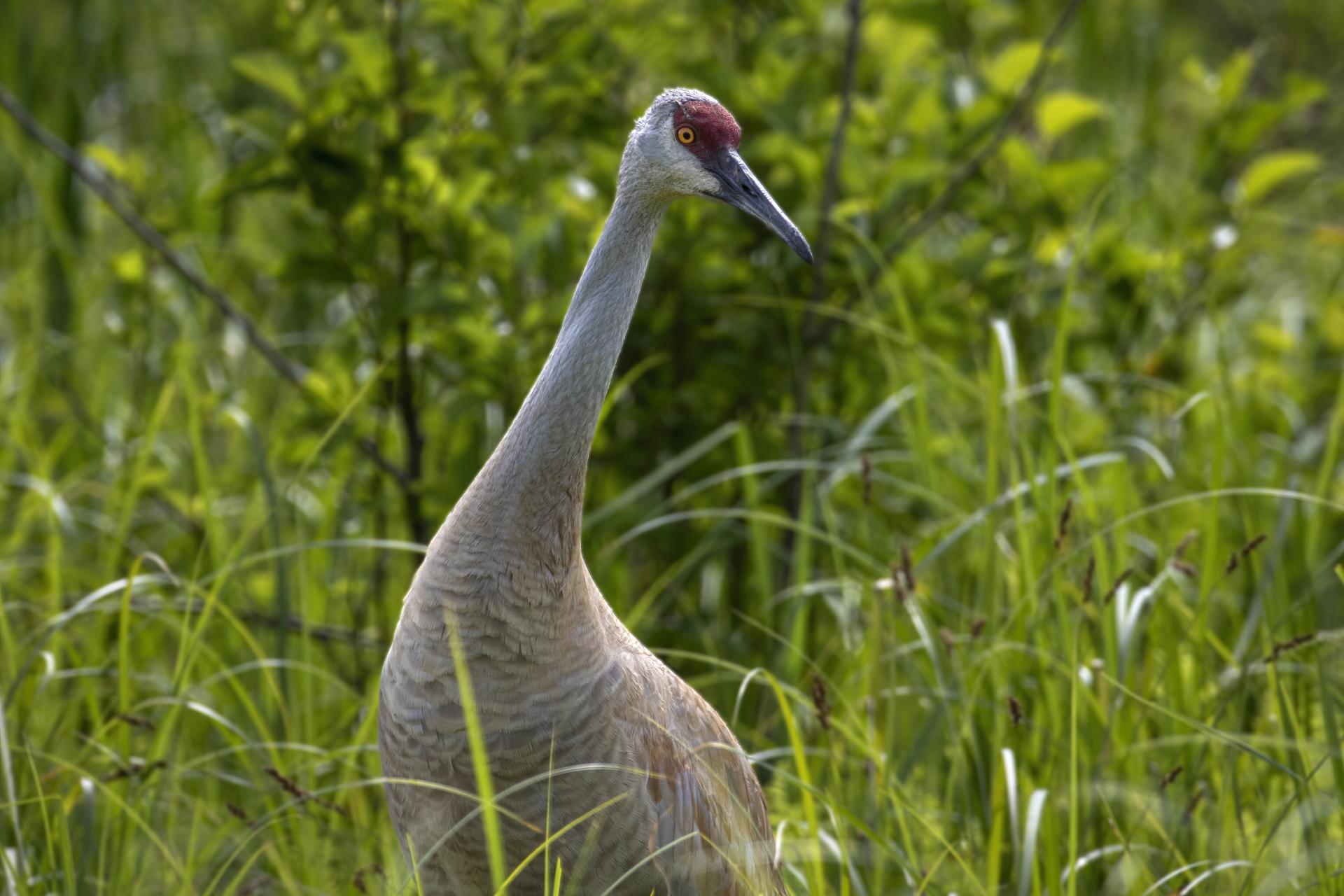 grue-du-canada-sandhill-crane