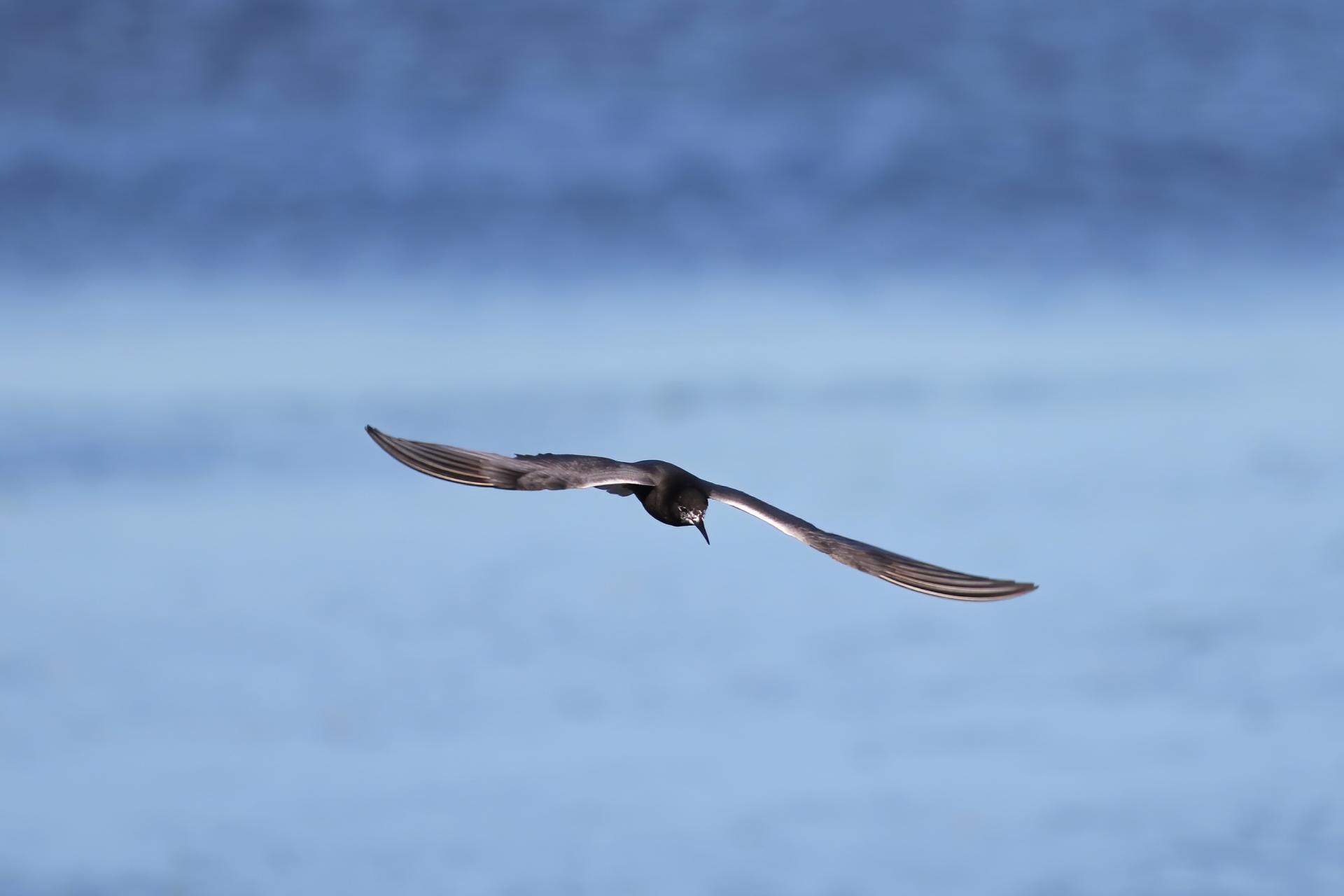 guifette-noire-black-tern