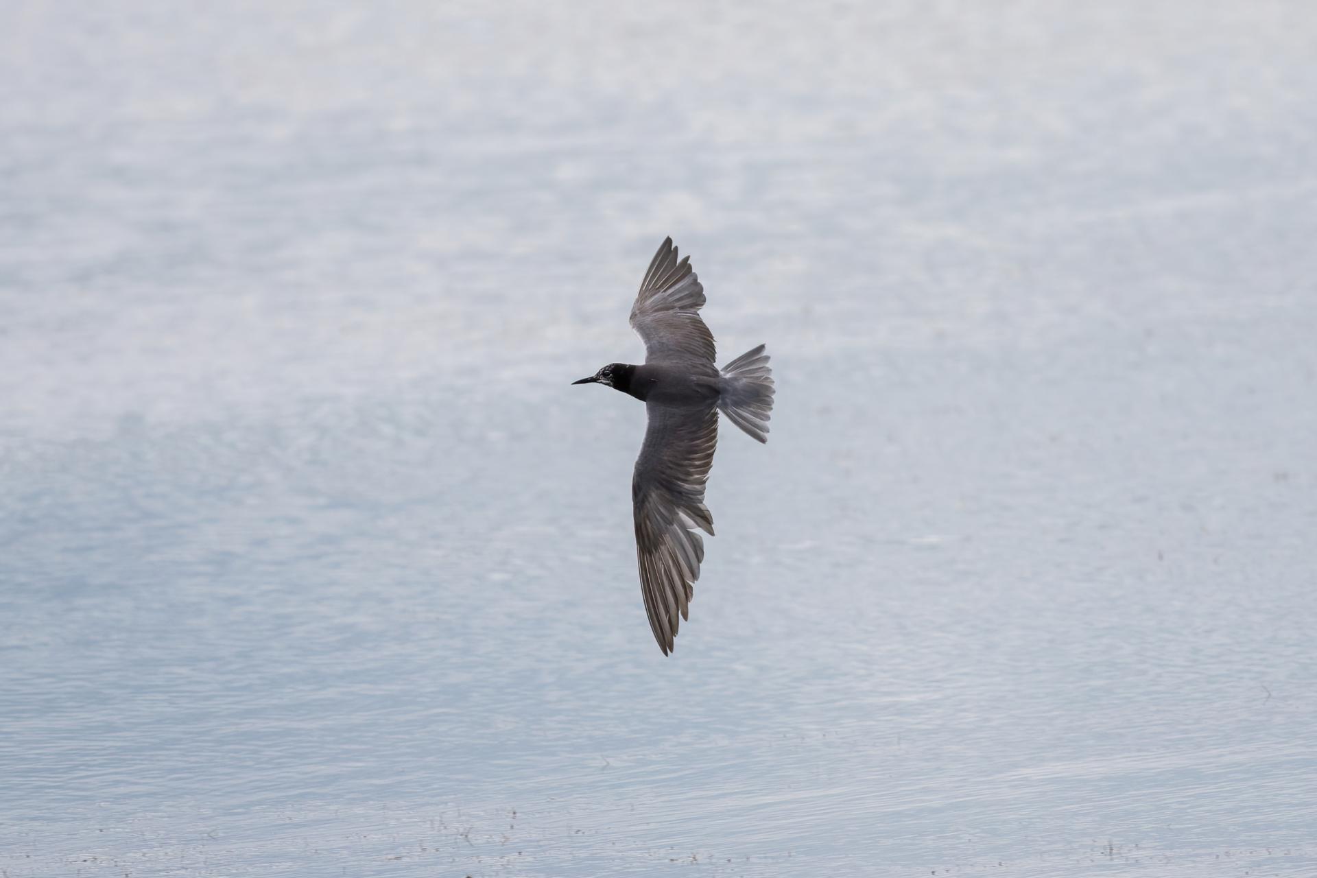 guifette-noire-black-tern