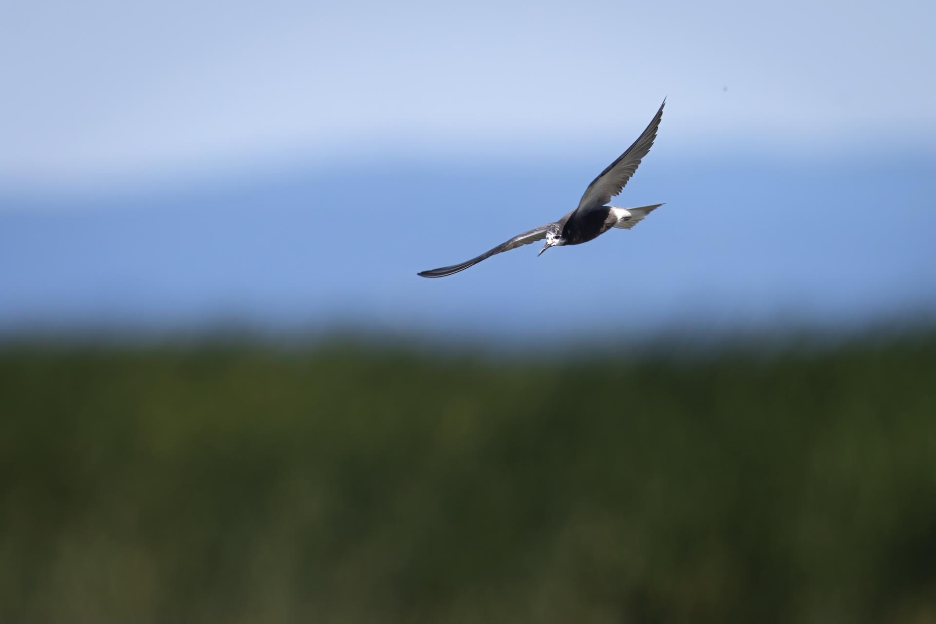 guifette-noire-black-tern