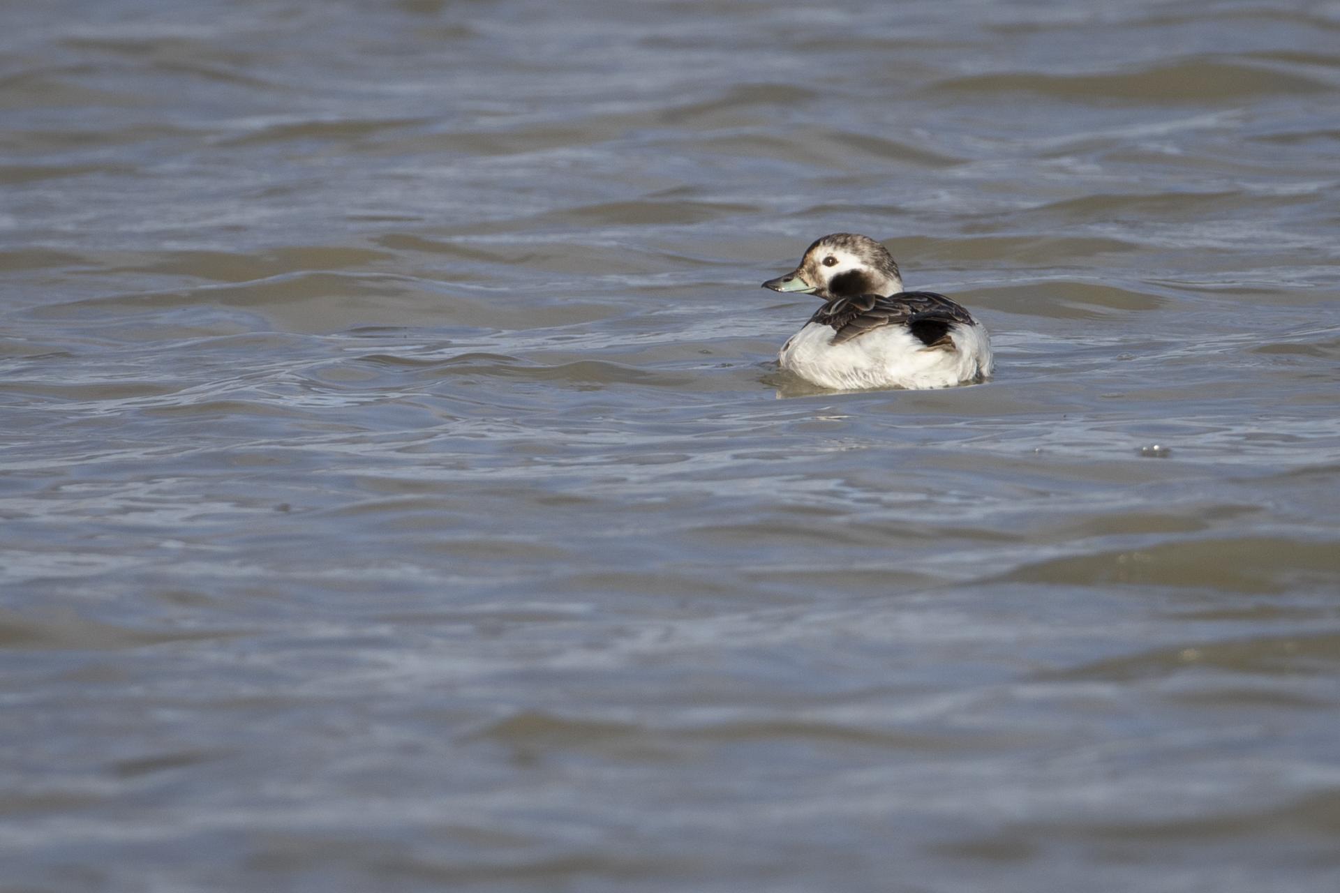 harelde-kakawi-long-tailed-duck