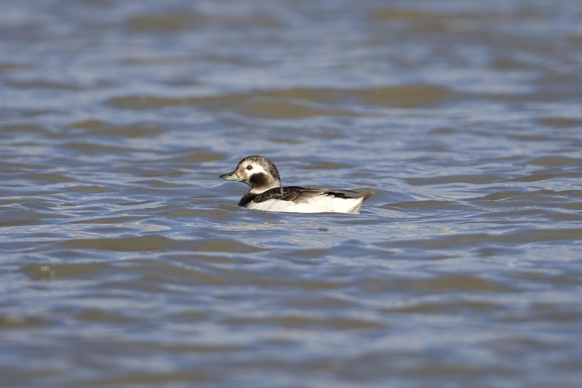 harelde-kakawi-long-tailed-duck