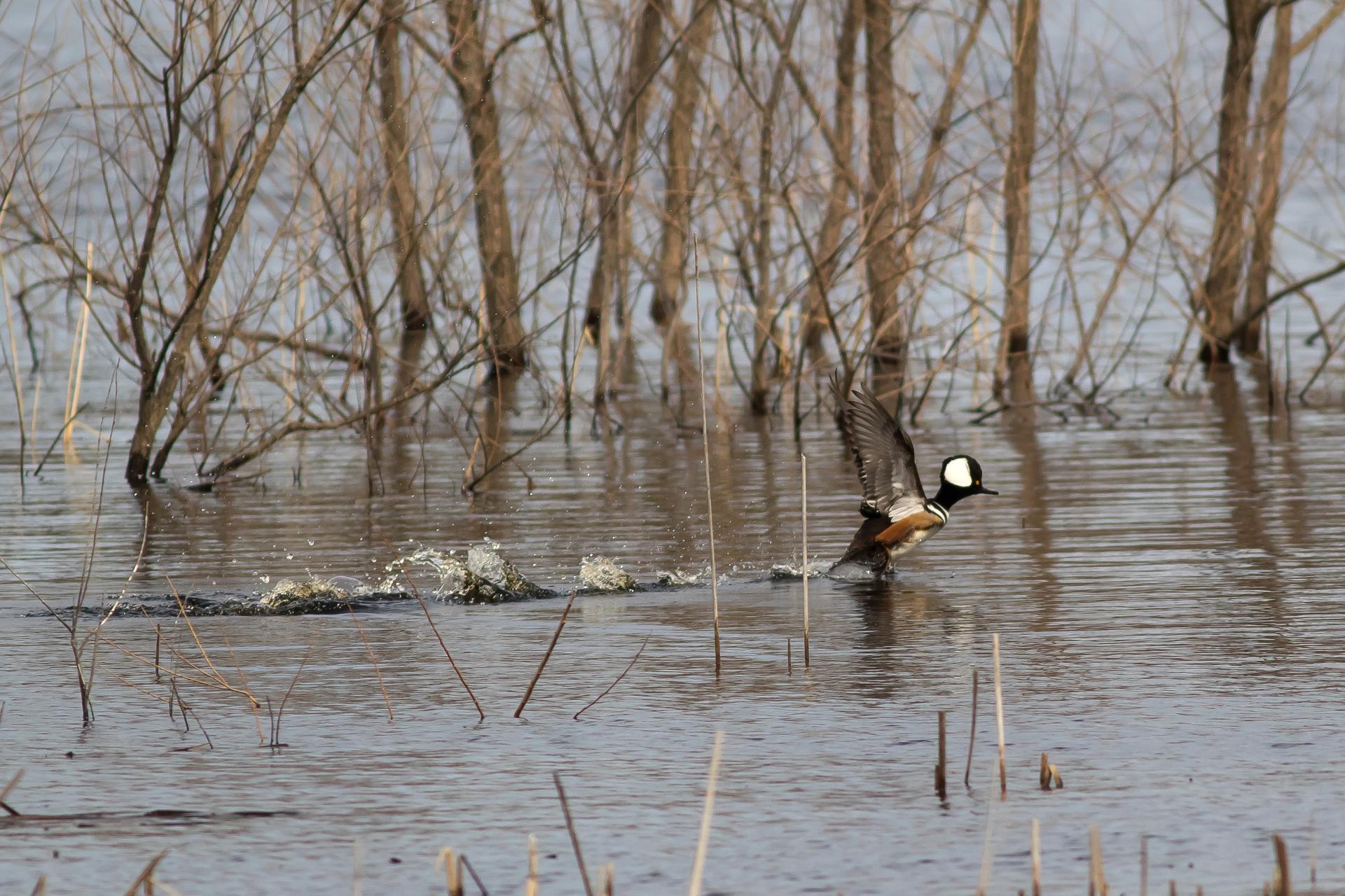 harle-couronne-hooded-merganser
