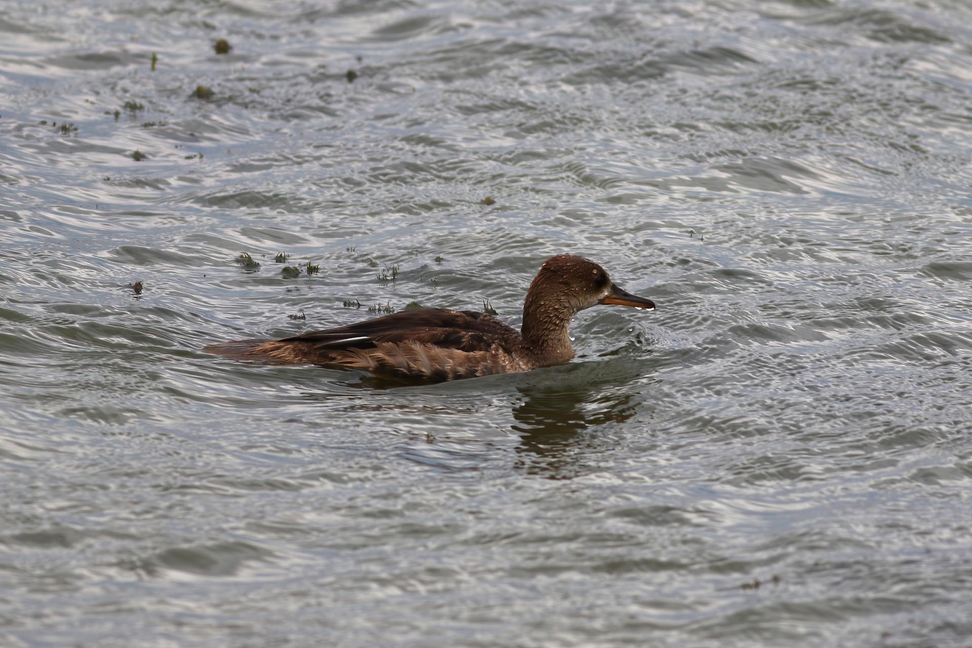 harle-couronne-hooded-merganser