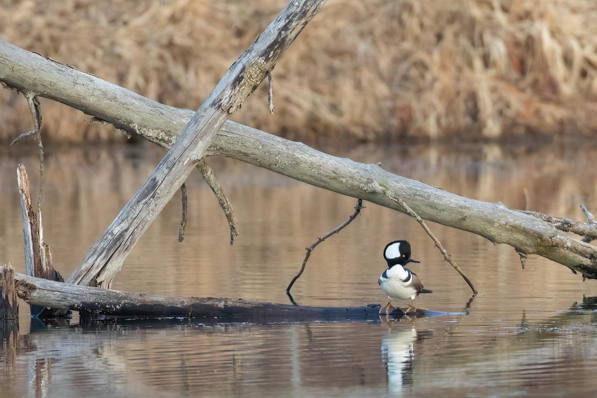 harle-couronne-hooded-merganser