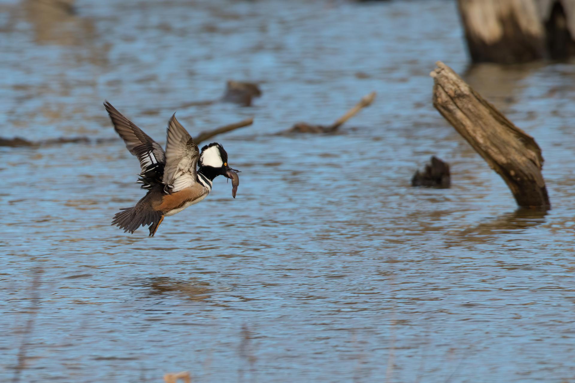 harle-couronne-hooded-merganser