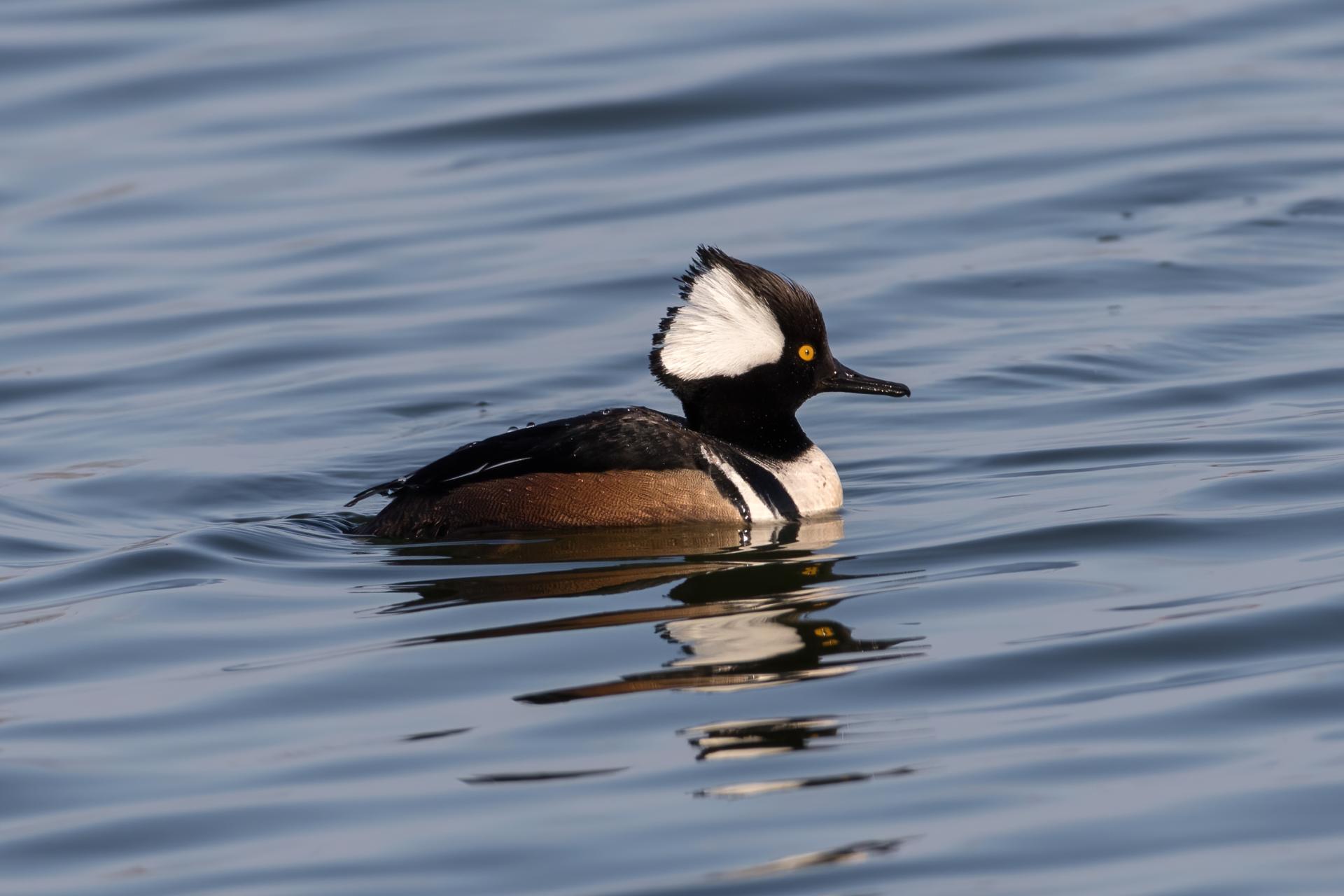 harle-couronne-hooded-merganser