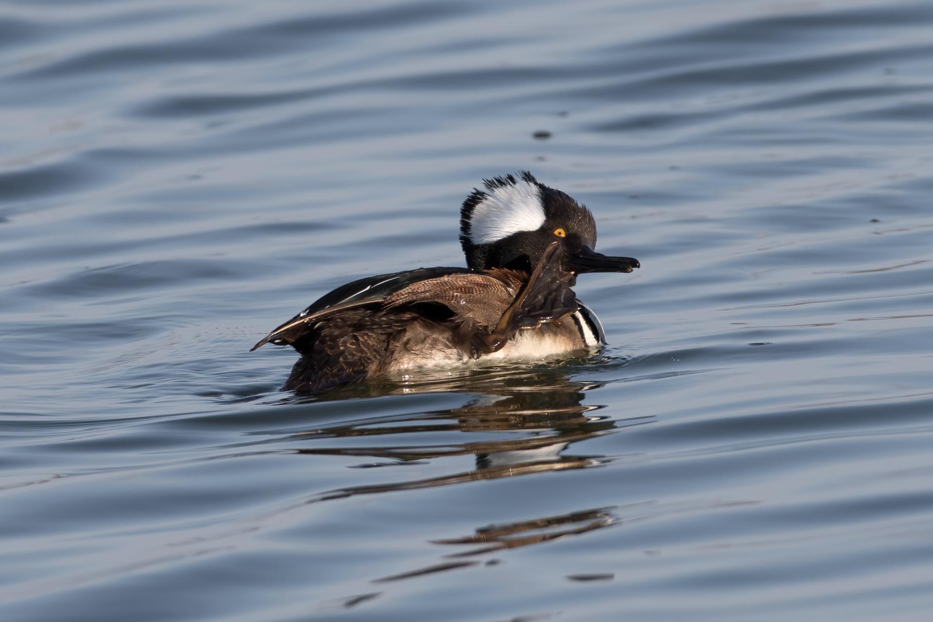 harle-couronne-hooded-merganser