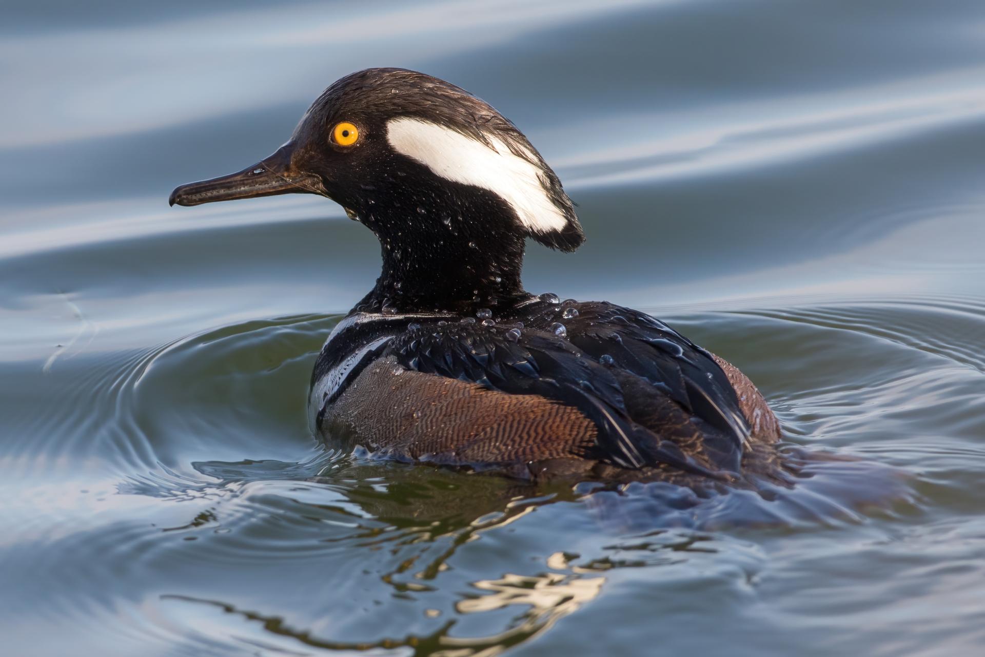 harle-couronne-hooded-merganser