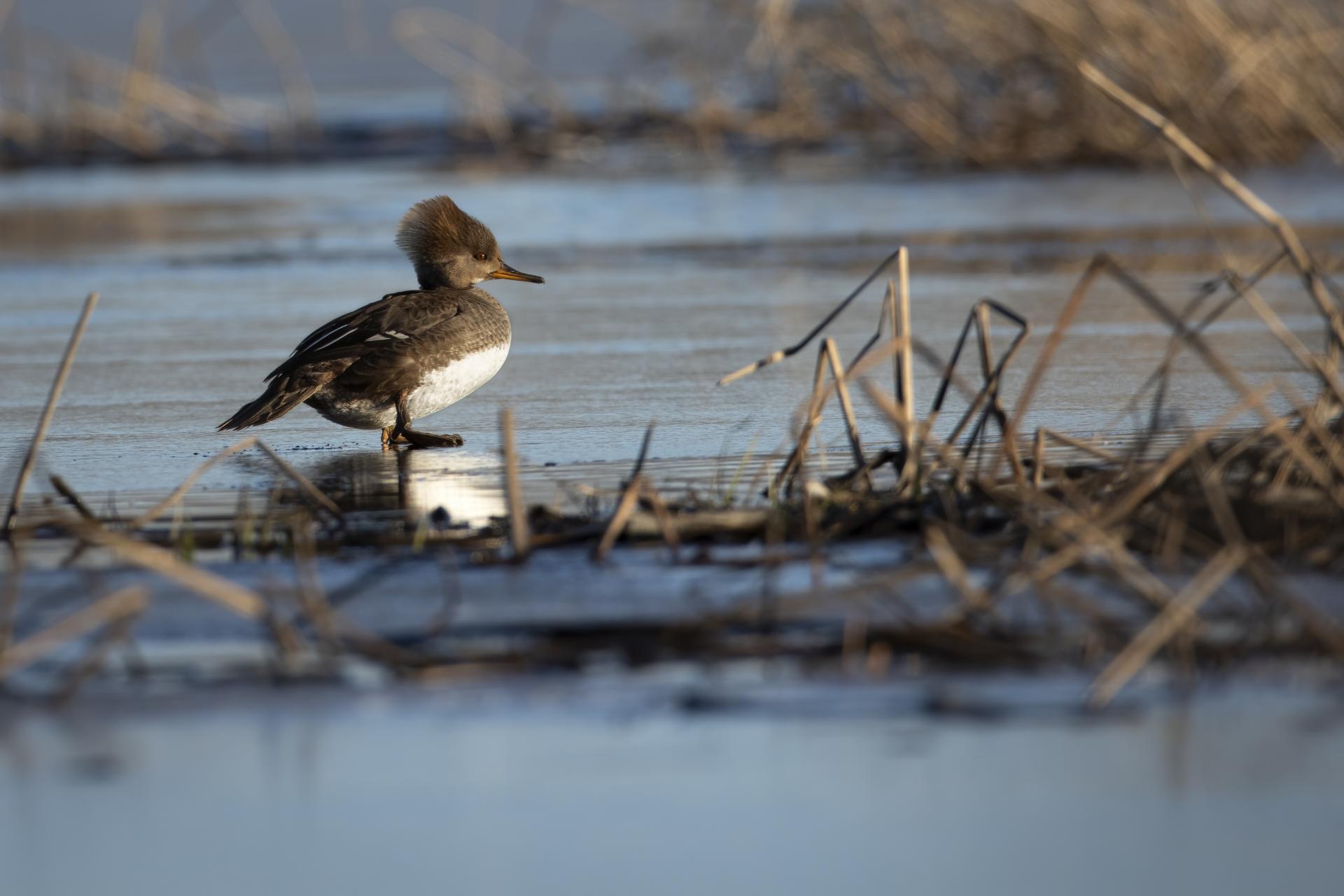 harle-couronne-hooded-merganser