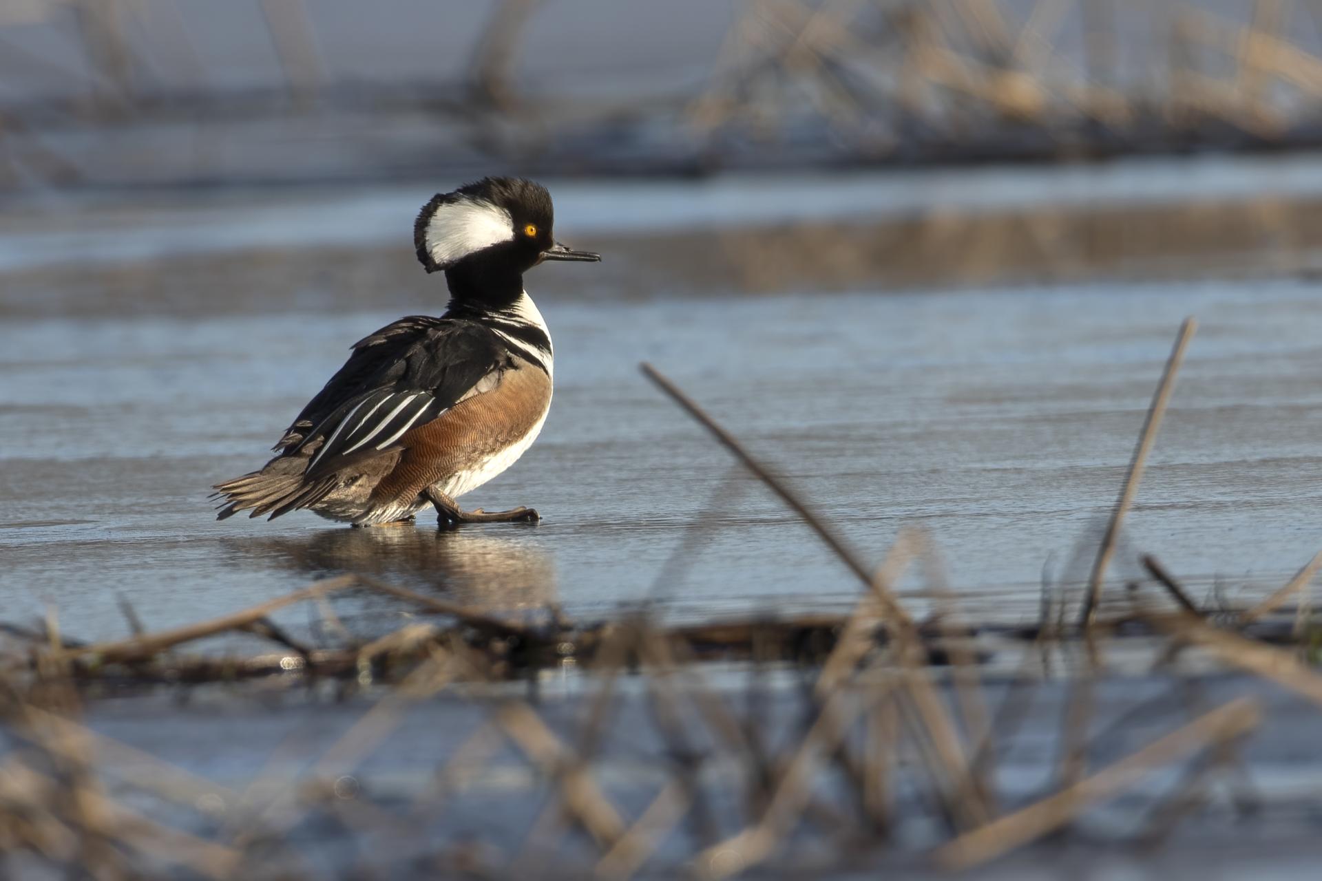 harle-couronne-hooded-merganser