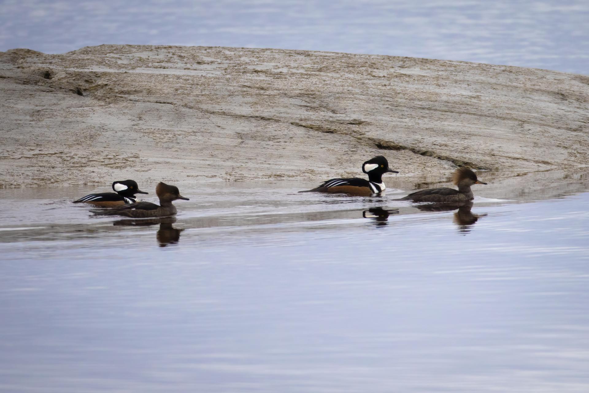 harle-couronne-hooded-merganser